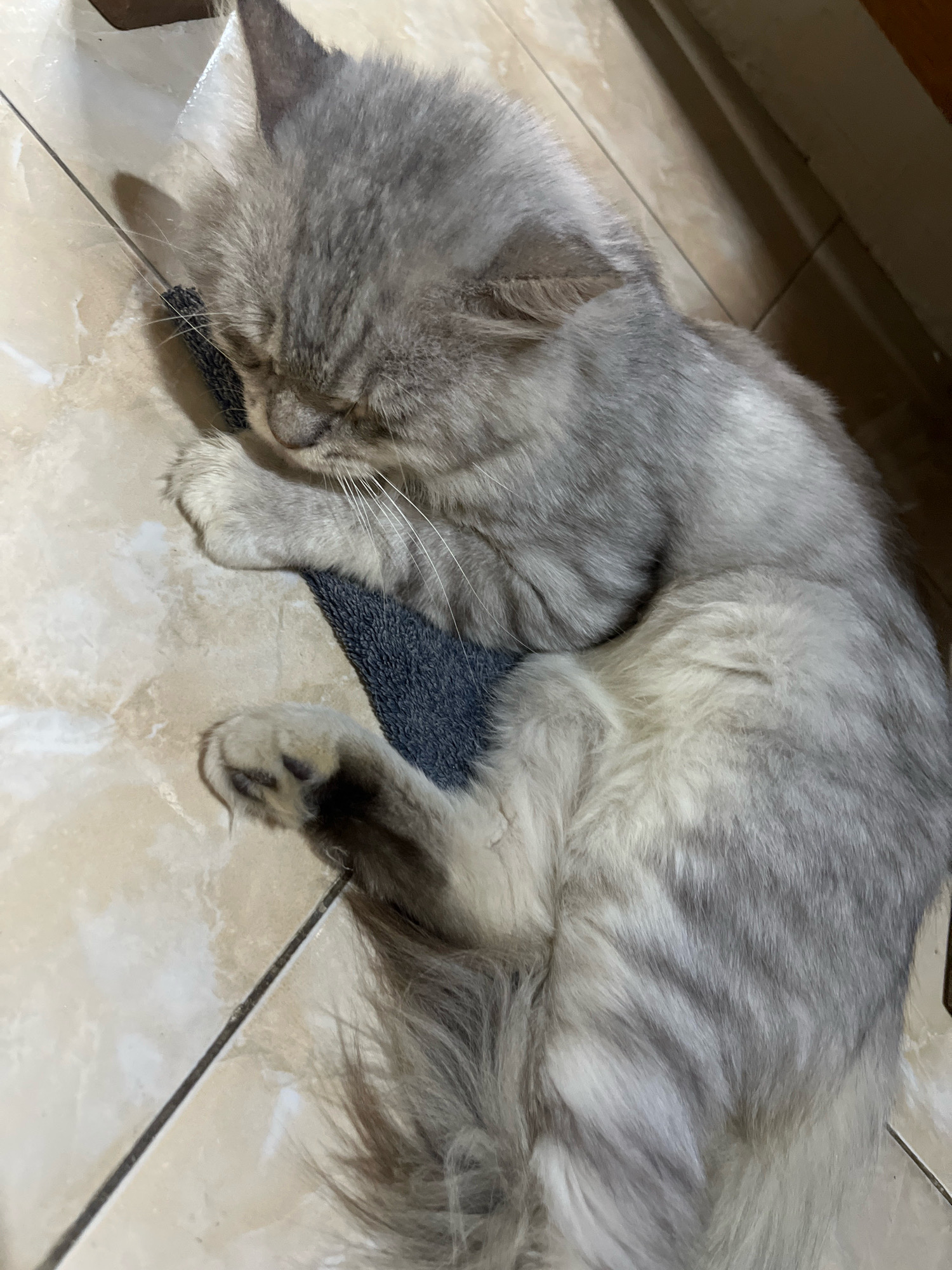 A fluffy, grey cat is sleeping curled up on a dark grey rug on a tiled floor. The cat's eyes are closed and its paws are tucked underneath its head. The floor tiles are a light beige color with a marble-like pattern and dark grout lines. In the background, a dark brown wall is visible. The scene appears to be indoors, likely in a residential setting in Jatirogo, Indonesia.