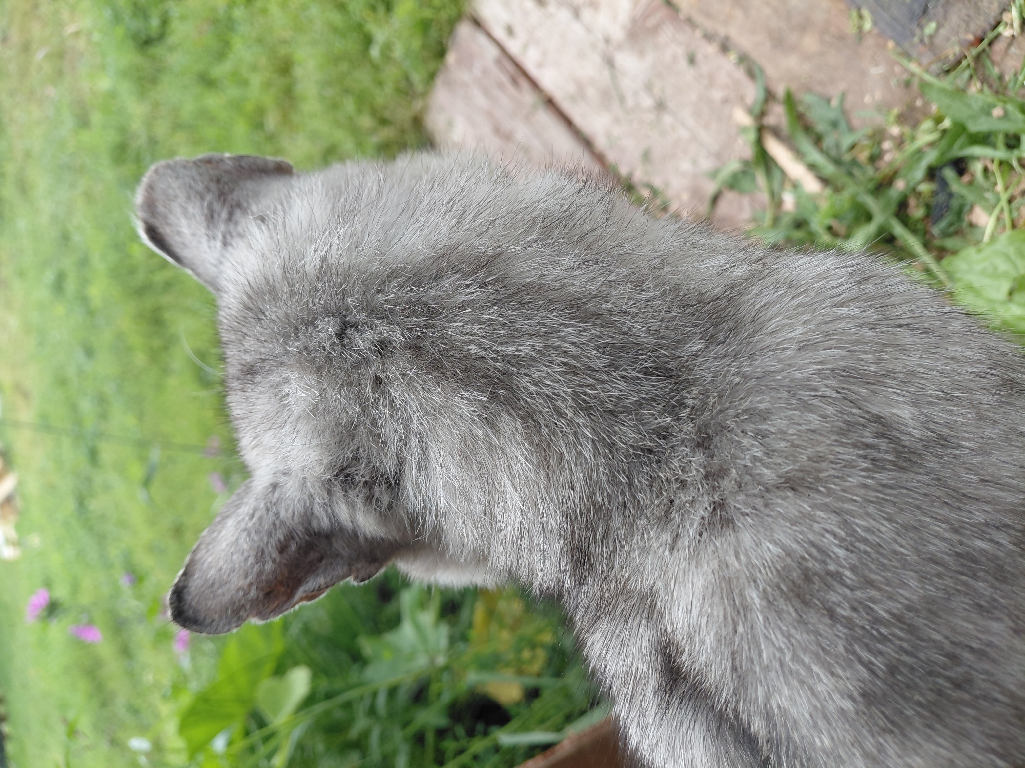 An overhead, medium shot captures the back of a grey tabby cat's head and neck. The cat is outdoors, with a blurred background of green grass and foliage, including some pink flowers. The cat's fur is short and appears somewhat ruffled. To the right of the cat, a wooden plank is visible, partially covered by green leaves. The setting is natural and appears to be a backyard or garden area. No specific location in Malinovka, Russia, can be determined from the image.