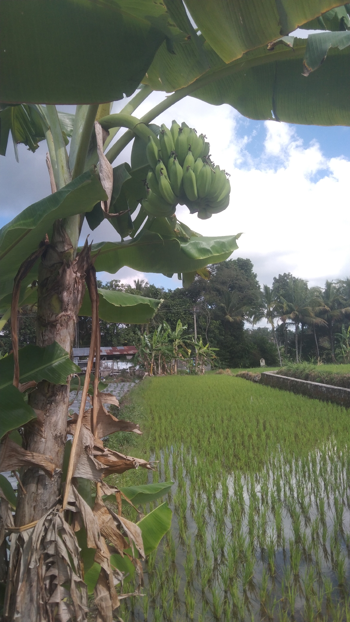 An outdoor, vertical shot shows a bunch of green unripe bananas hanging from a tree in the foreground. The tree is to the left and shows its rough trunk and large leaves. In the background, there is a paddy field with lush green rice paddies. Beyond the paddy field, there is a line of trees and palm trees. The sky above is a mix of blue and white clouds. The location is identified as Argomulyo, Indonesia.