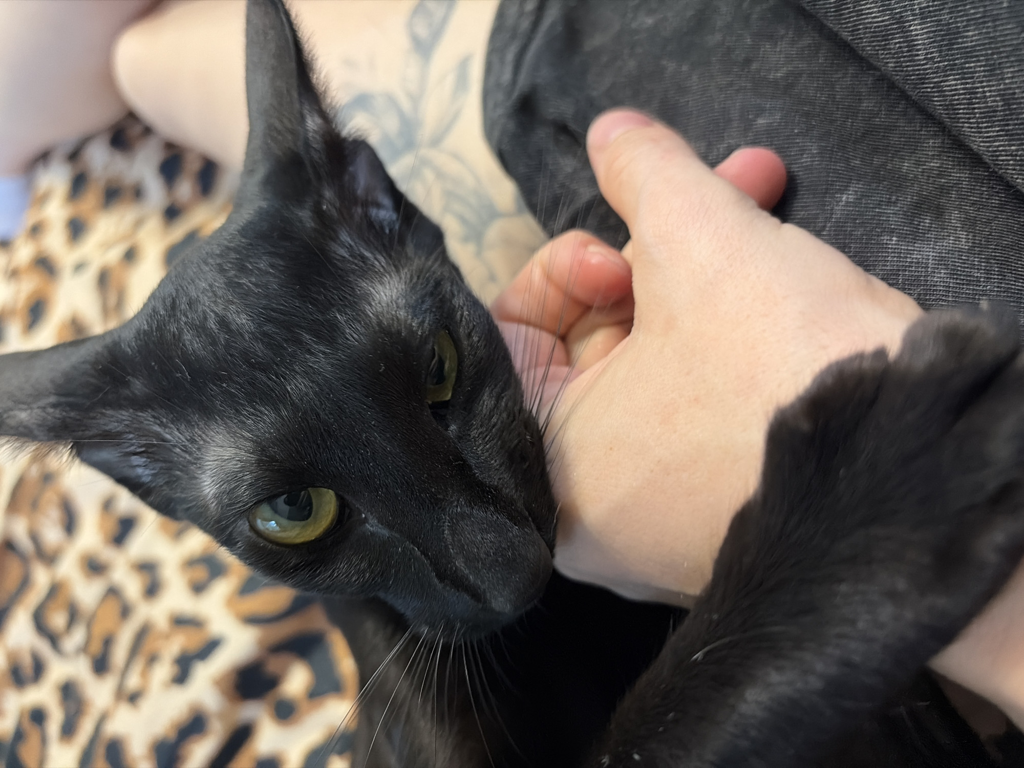 A close-up shot shows a person's hand gently stroking a black cat. The cat, with striking green eyes, is nuzzling into the person's hand, displaying affection. The background is a blur of textures and colors, featuring a leopard-print fabric, suggesting a comfortable, indoor setting. The lighting appears to be natural, indicating it could be daytime. The overall mood is warm and intimate, capturing a moment of connection between human and animal. There is no visible text in the image.