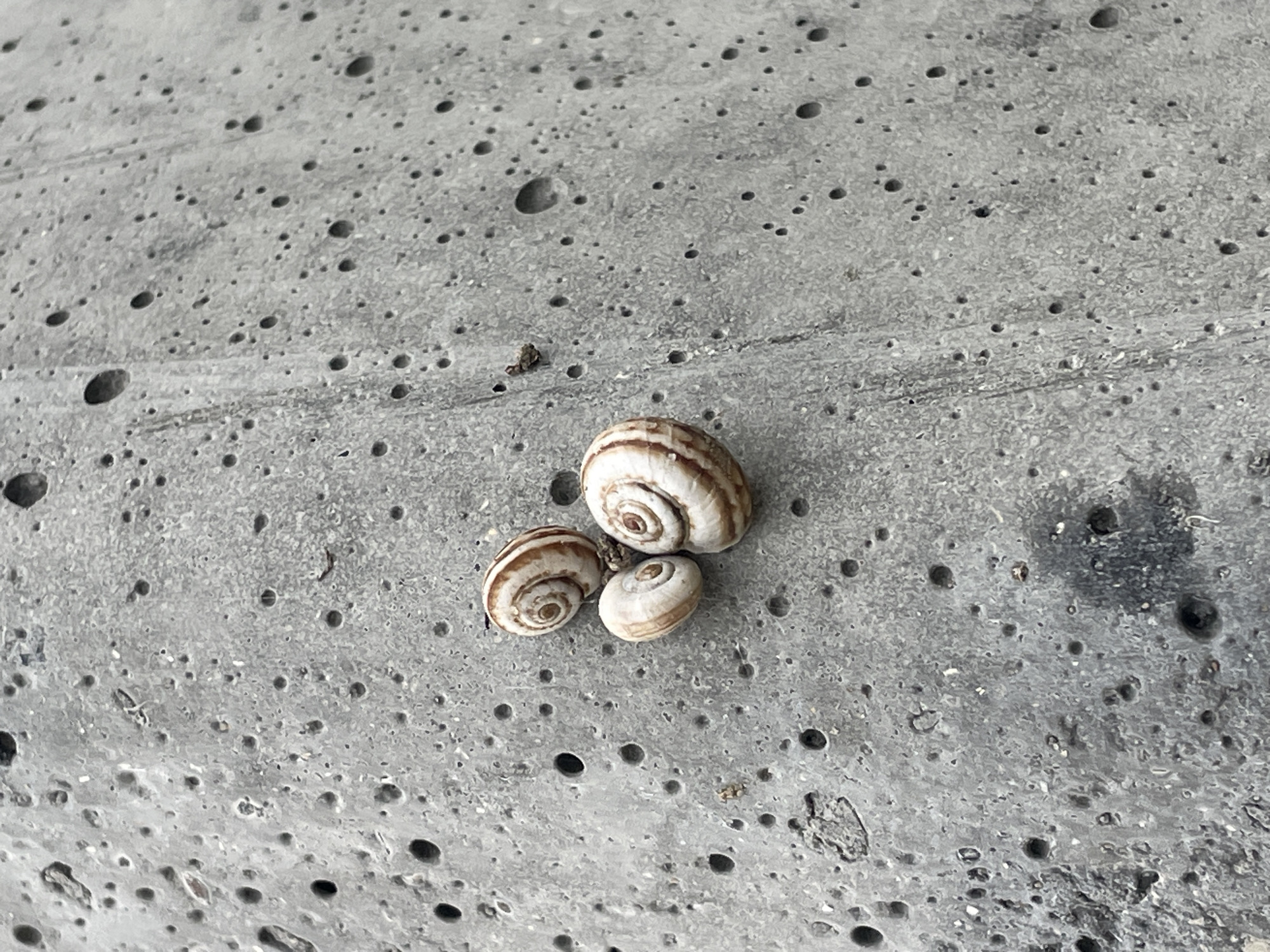 The image shows three small snail shells clustered together on a grey, porous surface. The shells have a striped pattern of white and light brown. The surface appears to be concrete or a similar material, with many small, dark holes or pits. A small piece of debris, possibly dirt or organic matter, is visible near the snails. The lighting suggests it is daytime, possibly outdoors given the texture of the surface. The scene is static, with no visible activity. No text is present in the image. The location context is Cahul, Moldova.