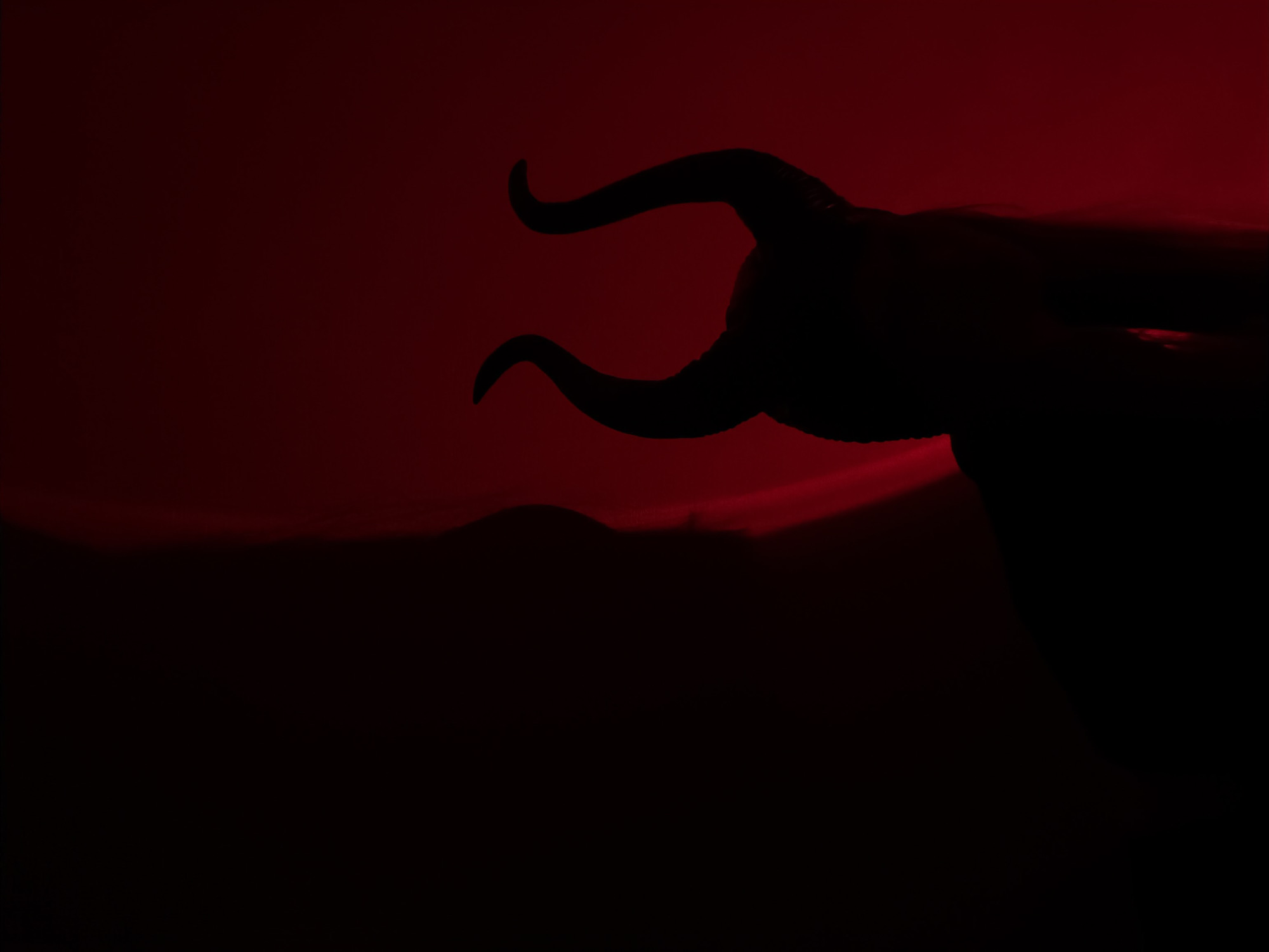 The image displays a dramatic and high-contrast silhouette against a fiery red sky, creating a powerful and mysterious scene. The primary subject is the head and upper body of a large, horned animal, likely a bull or ox, captured in profile from the right side of the frame. Its robust, curved horns are prominently visible, reaching upwards and slightly forwards, rendered in deep black against the vivid red background. Part of the animal's ear or mane is also faintly discernible to the right.
The background transitions from an intense, luminous red around the animal's head to darker, almost black, tones towards the lower and left portions of the image. Just below the animal's silhouette, faint, dark outlines of rolling hills or mountains are visible, suggesting a natural, expansive landscape.
The striking red coloration and the silhouetted forms strongly indicate either a dramatic sunset or sunrise, casting the entire scene in low light and strong contrast. There is no specific activity or event depicted beyond the static presence of the animal. The image evokes feelings of awe, strength, and an ancient, primal energy. No people are visible, and there is no discernible text. While the image does not contain specific geographical markers, the natural, hilly landscape is consistent with outdoor environments, potentially captured near Izhevsk, Russia.