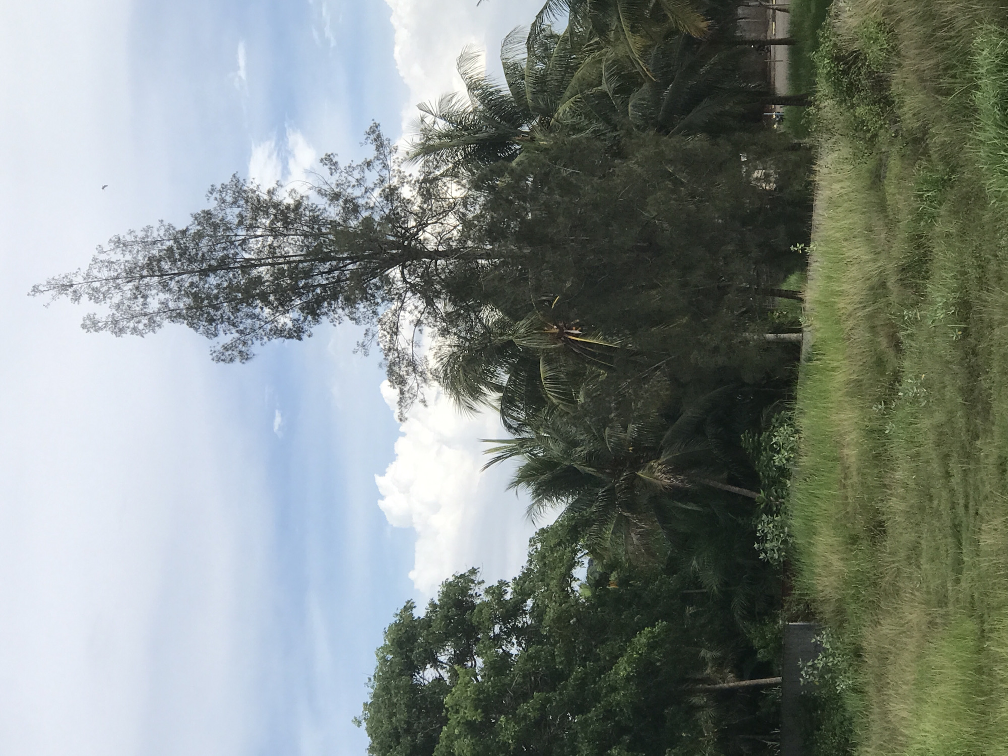The image shows a grassy area beside a road in Palohlada, Indonesia. Palm trees and other trees are visible in the background. The sky is partly cloudy. A bird is flying in the sky.