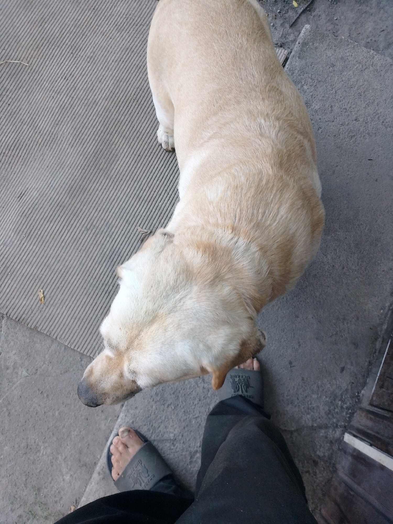 A light-colored Labrador dog is positioned in the lower right quadrant of the frame, with its head and neck visible from a top-down perspective. The dog's body extends out of frame to the upper right. The dog stands on a textured gray surface, possibly a sidewalk or pavement, which is bordered by a rougher, concrete surface on its right. In the lower left of the frame, a person's foot is visible, wearing a dark gray sandal with an embossed design. The person's dark pants are also visible, extending upwards. The scene appears to be outdoors on a paved surface in the city of Myrhorod, Ukraine.