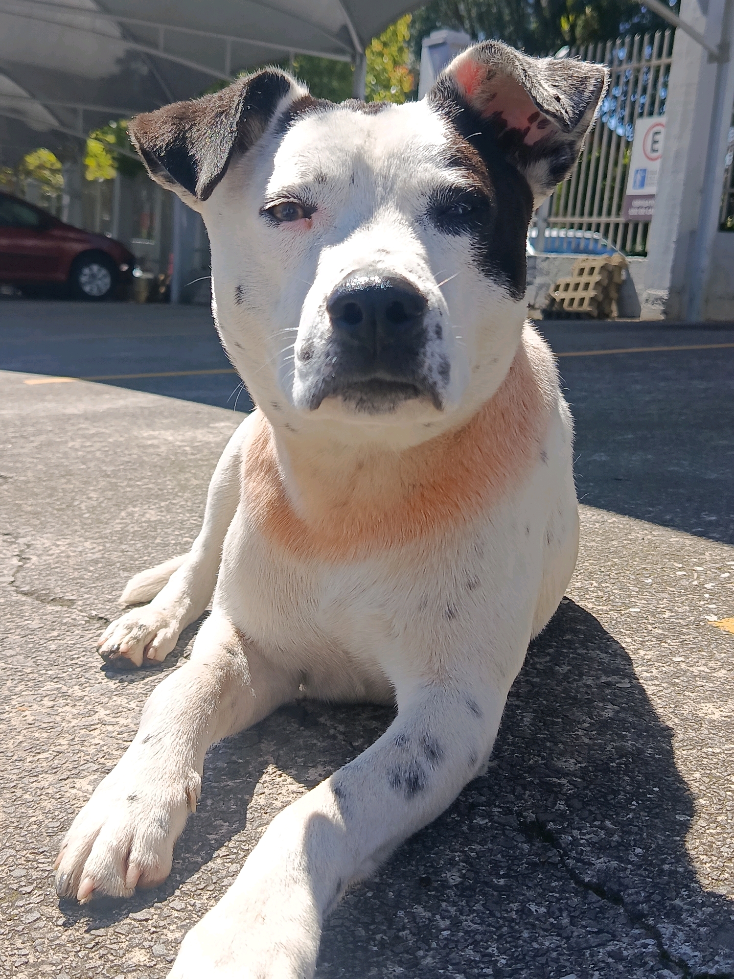 A white dog with black markings on its head and tail is lying on a paved surface. The dog has a tan or pinkish marking around its neck. In the background, there is a covered parking area with a red car, a fence with a circular white sign with a red 'E' inside, and some trees. The scene appears to be an outdoor area in Caxias do Sul, Brazil.