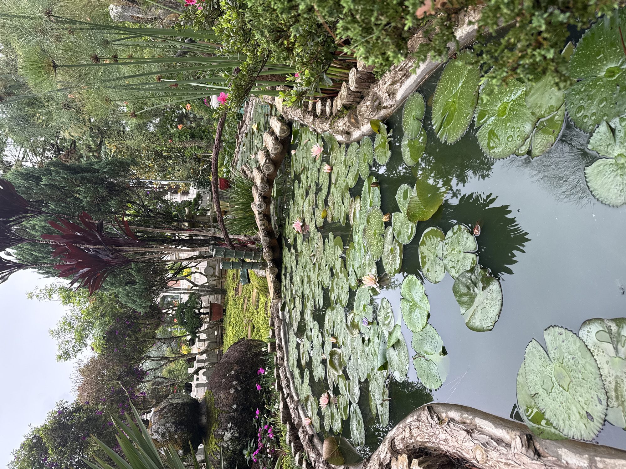 This image captures a serene view of a pond filled with water lilies in the city of Da Lat, Vietnam. The pond, framed by rough, textured edges made of wood and stone, is covered in a dense layer of large, green lily pads, many of which are speckled with raindrops. Several water lilies, in shades of pink and a single purple bloom, are interspersed among the pads, adding splashes of color to the dark water.
Behind the pond, the landscape transitions into a lush garden. A rustic wooden bridge arches over a section of the pond, leading to a pathway. The background is a dense tapestry of various plants, including tall, spiky red-leafed plants, slender green reeds, and ornamental trees. In the distance, a series of small, white stone structures resembling fences or garden borders are visible, interspersed with more greenery and trees. The overall atmosphere is tranquil and natural, indicative of a well-maintained garden or park setting in Da Lat's cooler climate. The sky above is overcast, contributing to the soft, diffused lighting of the scene.