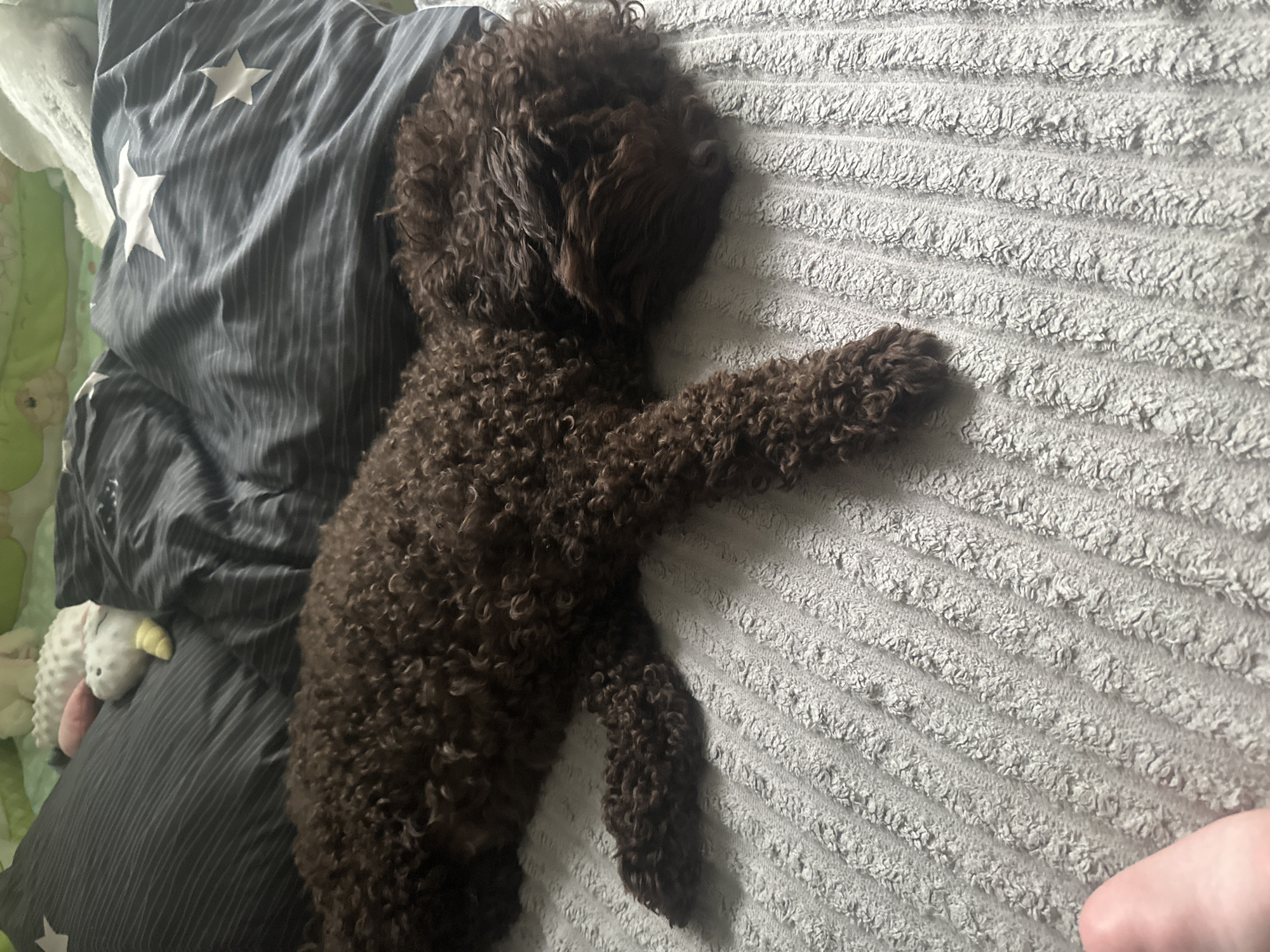 A brown, curly-haired dog is sleeping on a textured, gray blanket. The dog is positioned horizontally across the frame, with its head resting on its paws. Behind the dog, there are pillows, one with a dark gray and white striped pattern, and another with a white and gray striped pattern. The scene appears to be indoors, likely on a bed. There is no indication of the city of Sayanogorsk, Russia, or any other specific location.