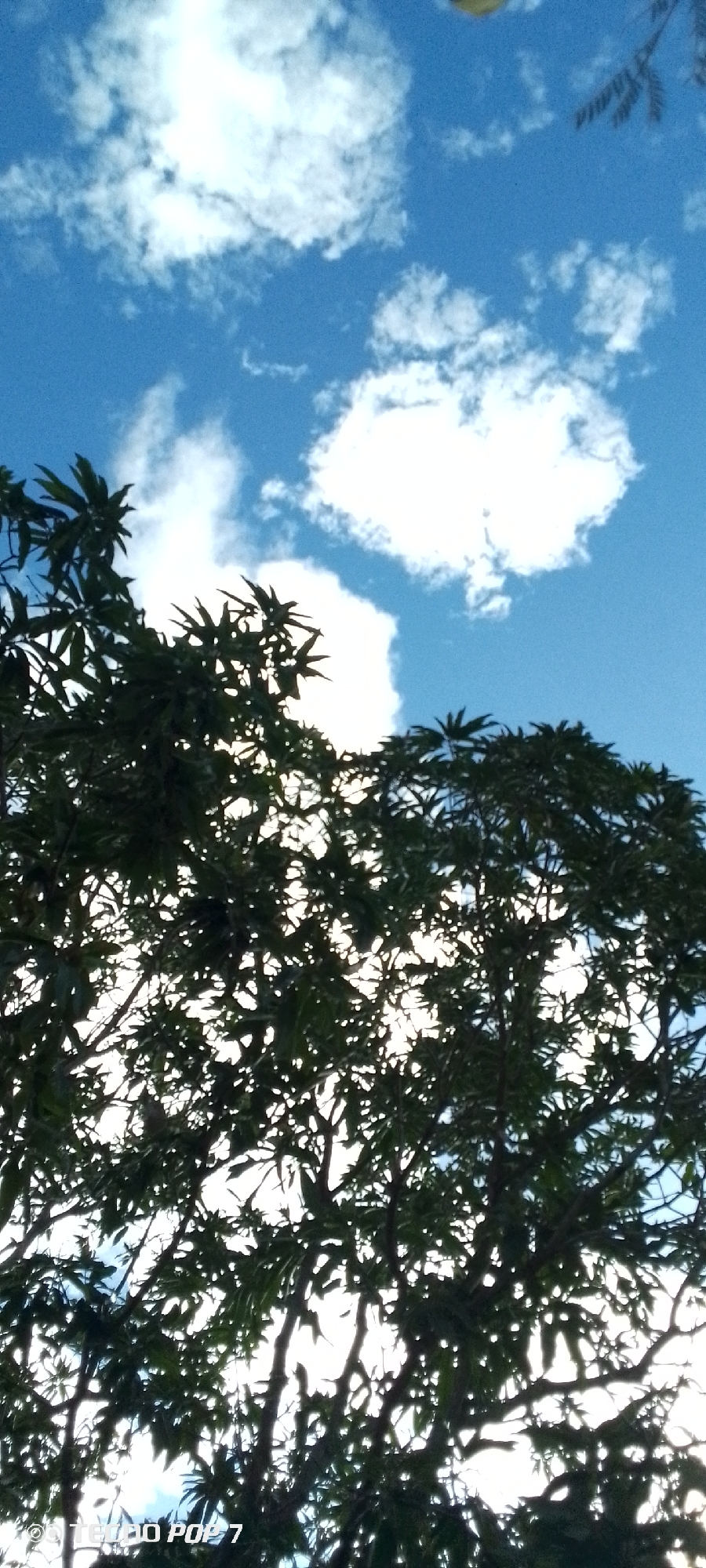 The image shows a view looking up into a blue sky with scattered white clouds, partially obscured by the dark green canopy of a tree in the foreground. The location is Altagracia, Venezuela. No people are visible.