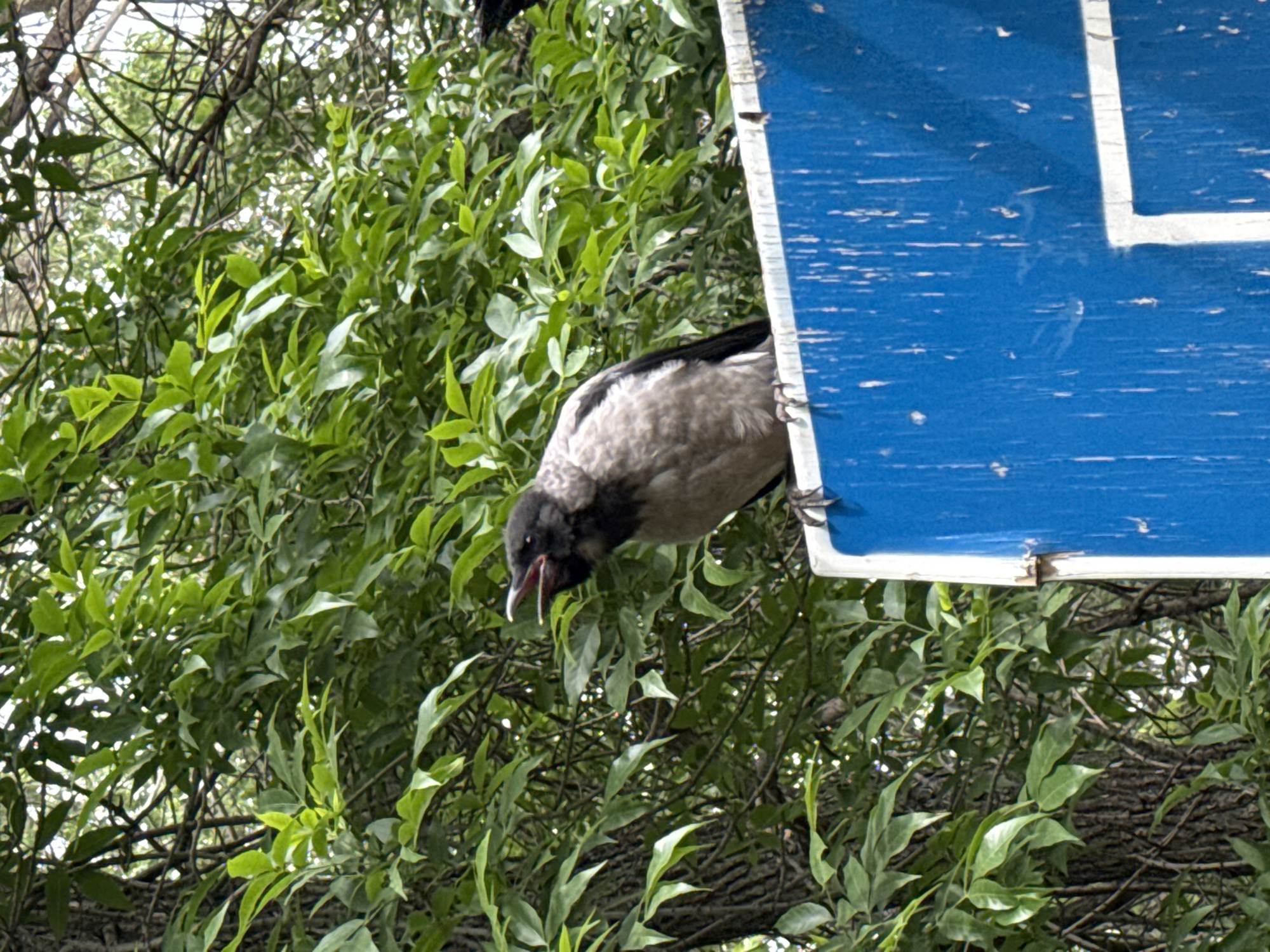 A hooded crow clings to the edge of a blue and white sign, its beak open, amidst dense green foliage and branches. The setting appears to be an outdoor urban area.
