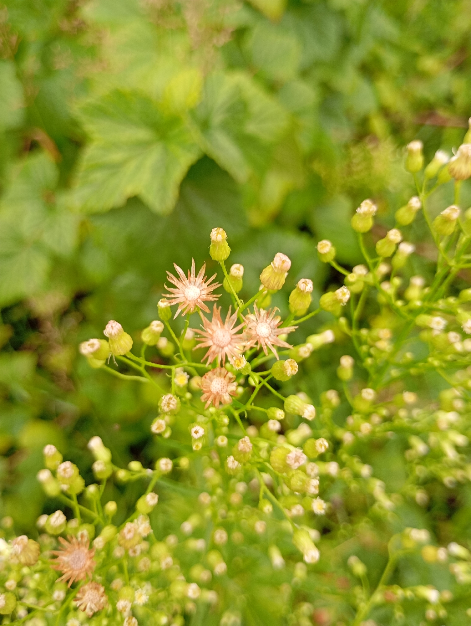 In the city of Фоки, Russia, this image captures a close-up view of a cluster of small, delicate flowers with light pink to white petals and yellow centers. The flowers are predominantly in various stages of bloom, with some showing full flower heads and others still in bud. They are arranged on thin, branching stems. The background is a soft blur of green foliage, suggesting an outdoor, natural environment. The lighting is soft and diffused, indicating it might be overcast or the image was taken in shaded conditions. There are no people or animals visible in the scene.