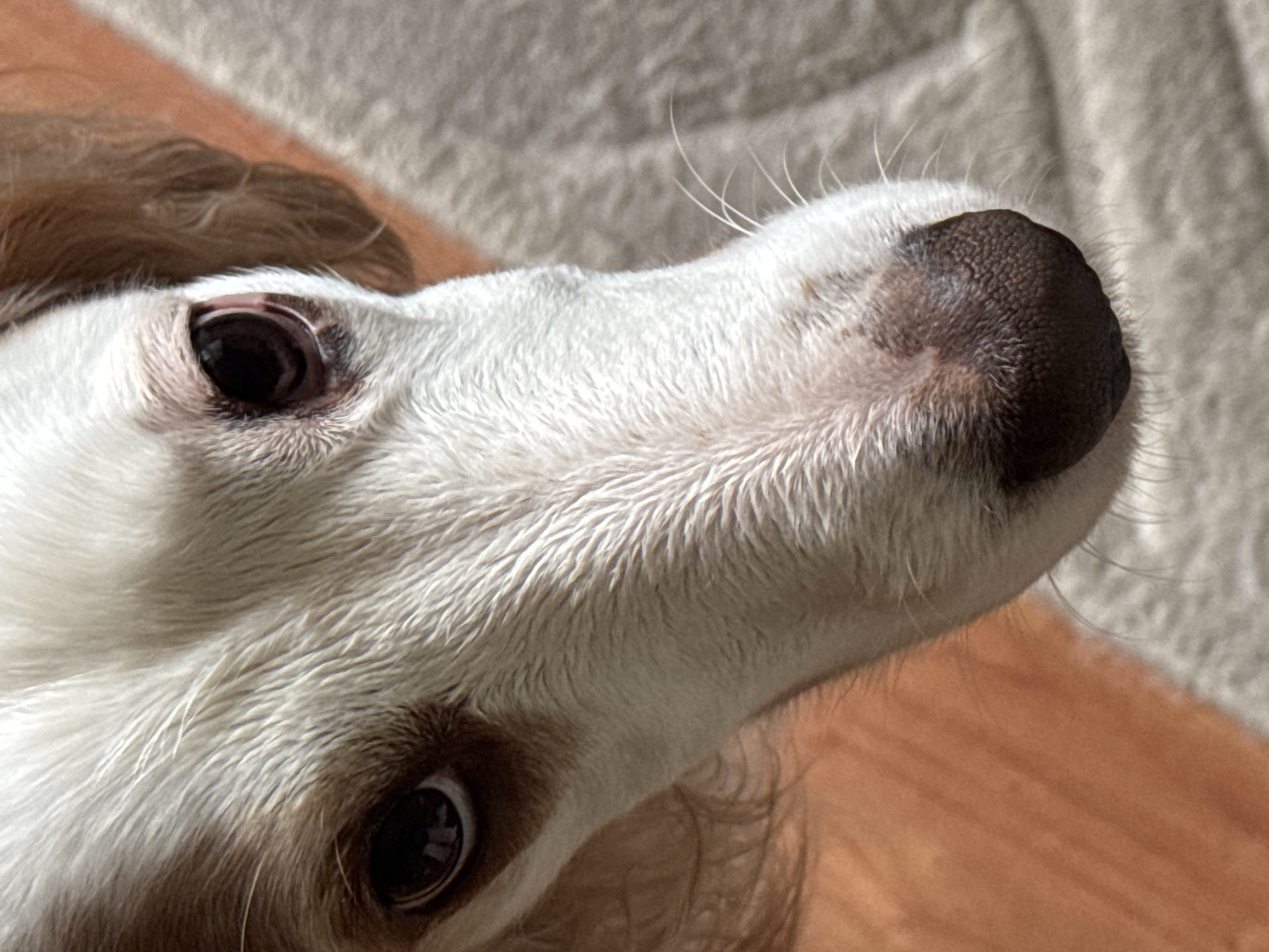 The image is a close-up, low-angle shot of a dog's face. The dog has white fur with brown markings around its eyes and ears. Its nose is dark brown and appears wet. The dog's eyes are dark and are looking directly at the camera. The background is blurred, with a hint of orange and gray. The image does not contain any information that would indicate its location in Moscow, Russia, or any other specific location. There are no people, actions, or interactions depicted in the image.