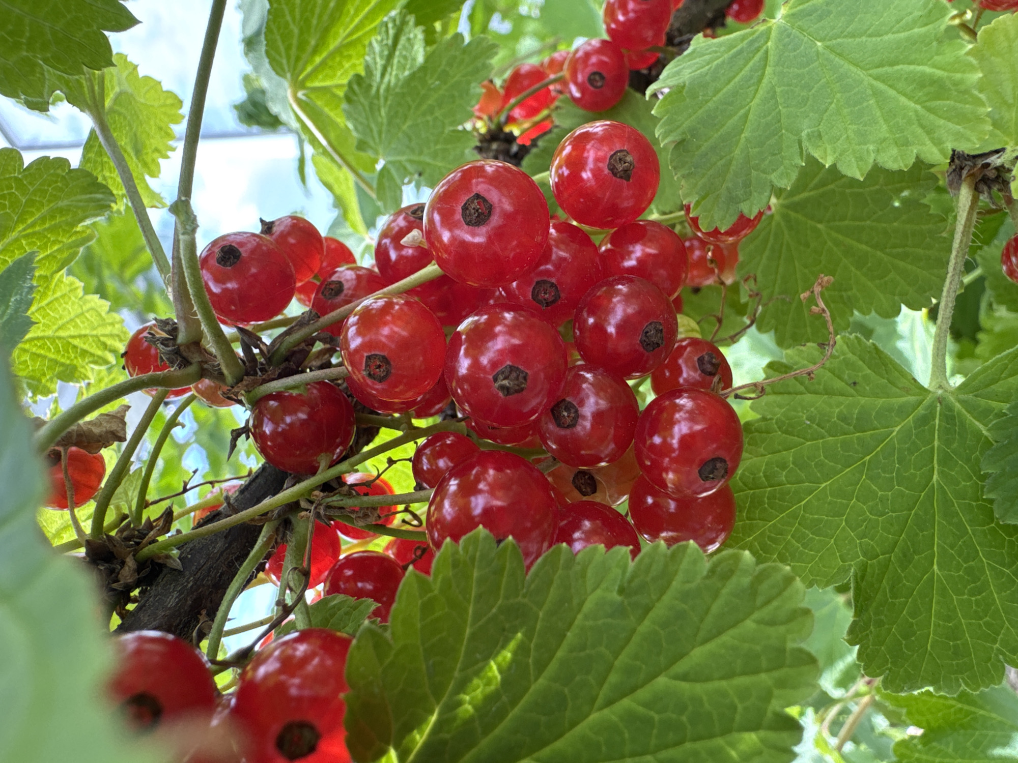 In Oliki, Russia, a close-up, low-angle shot captures a cluster of ripe red currants hanging from a branch. The berries, varying in size and shade of red, are glistening, with some showing the characteristic dark blossom end. They are interspersed with vibrant green leaves, some of which are out of focus, creating a shallow depth of field. The background is softly blurred, with hints of sky and more foliage visible. The image appears to be taken outdoors, likely in a garden or natural setting, during daylight.
