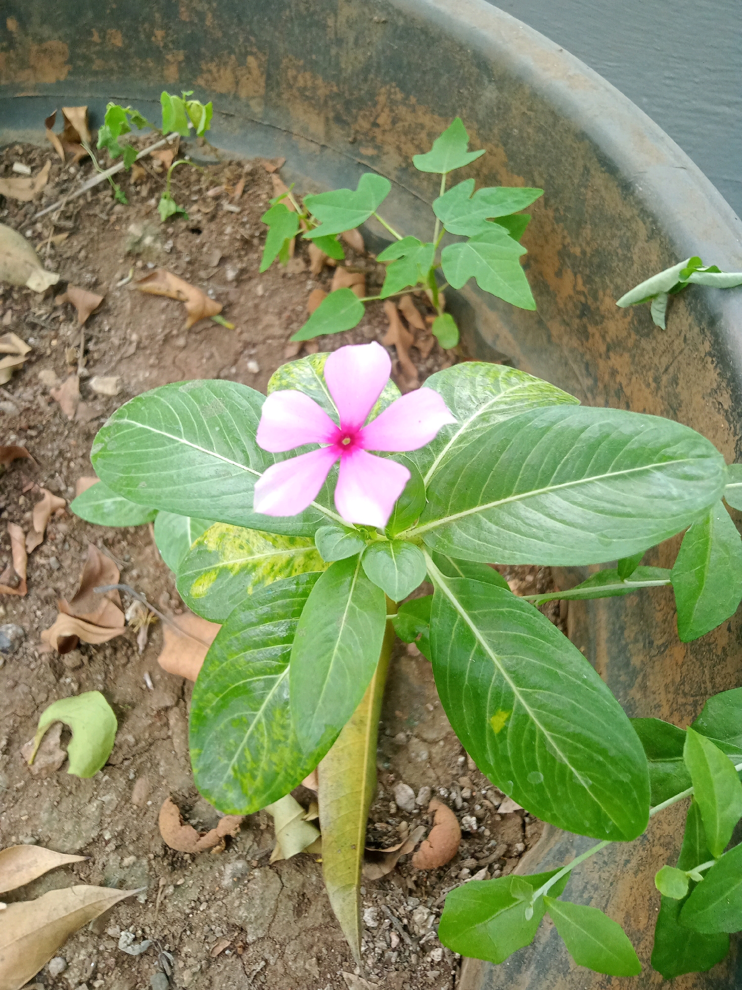 The image captures a close-up view of a single pink periwinkle flower blooming in a dark, weathered planter. The flower is in focus, with five delicate pink petals radiating from a vibrant pink center. Its green leaves are large and glossy, some showing faint yellow mottling. The planter is filled with dry soil, scattered with fallen brown leaves and a few small green seedlings. The edge of the planter, a dark, textured material, curves into the frame from the top right. The background is indistinct, suggesting an outdoor setting. The scene is situated in the city of Bekasi, Indonesia.