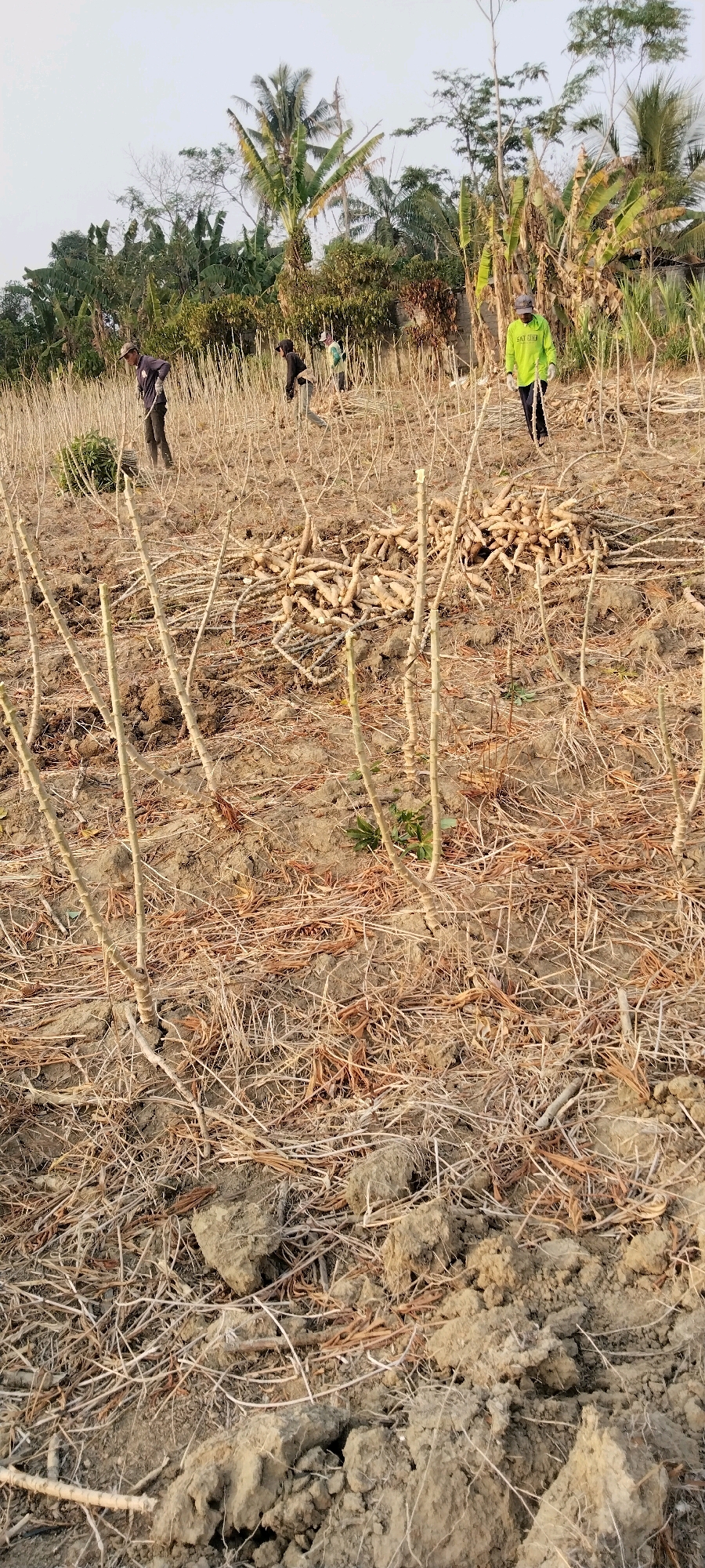 In Tanjung Ratu Ilir, Indonesia, a group of individuals are engaged in harvesting activities in a field. The foreground is dominated by dry, beige cassava stalks, with some brown, dried foliage scattered on the dirt ground. In the middle ground, a pile of harvested cassava tubers is visible, suggesting the completion of a harvesting phase. Three individuals are present in the scene. One, wearing a dark long-sleeved shirt and a dark cap, is actively working in the field, with a pile of harvested greens to his left. Another person, in a dark hooded sweatshirt and lighter pants, is walking across the field. A third individual, wearing a bright green long-sleeved shirt and dark pants, is also present in the field. The background features lush green foliage, including banana trees and palm trees, indicating a tropical environment. The sky above is a pale blue, consistent with daylight.