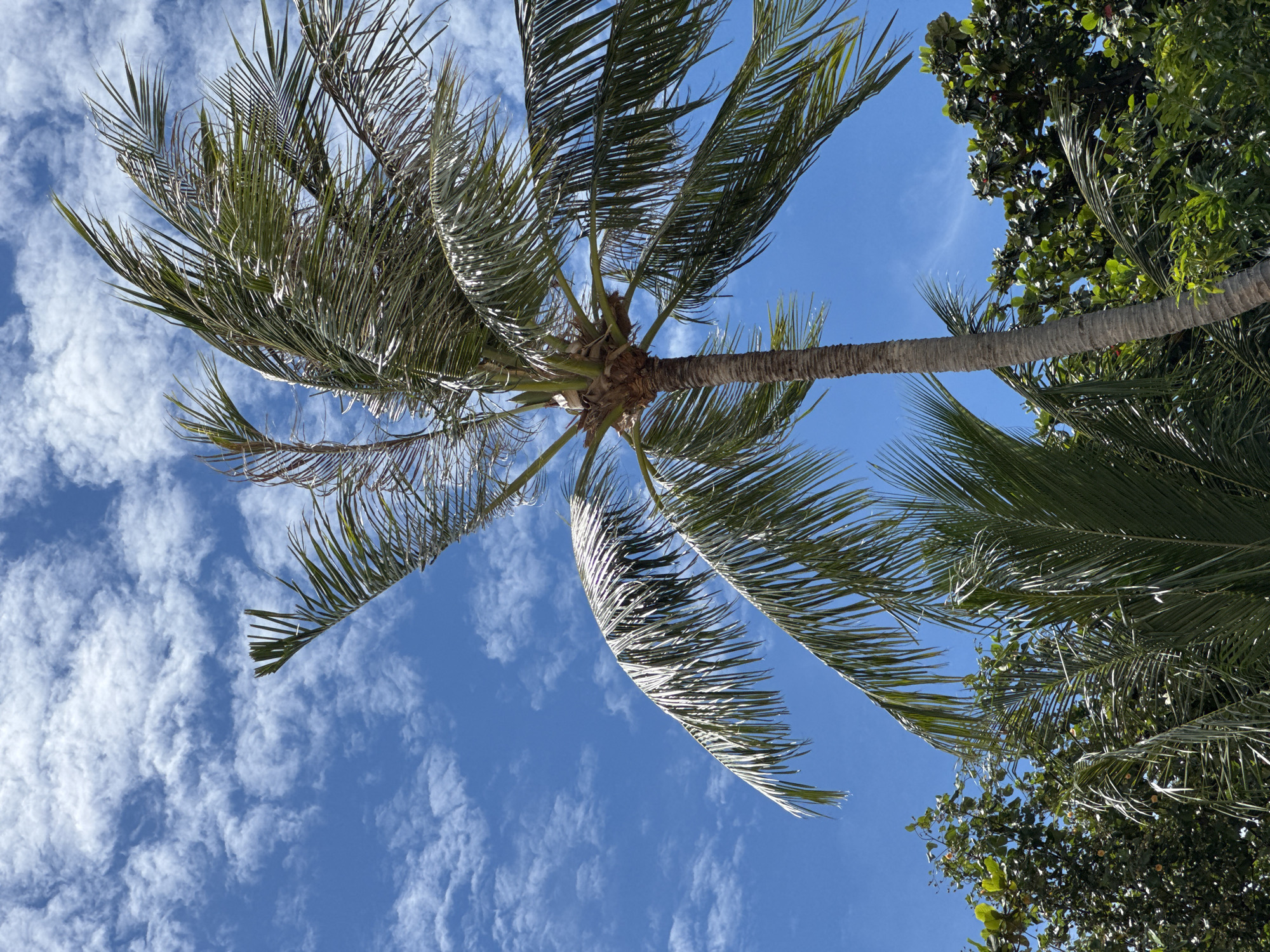 This media file captures a low-angle view looking up at a tall palm tree against a bright blue sky filled with scattered white clouds. The palm fronds, with their distinctive feathery texture, dominate the frame, some appearing lush and green while others show signs of browning or dryness, suggesting a change in season or condition. The trunk of the palm tree is visible, textured and thick, extending upwards and diagonally across the frame. To the right, the dense foliage of another tree, possibly a tropical hardwood with larger, rounder leaves, provides a contrast in texture and color.
The bright sky and the lighting on the palm fronds suggest it is daytime, likely midday given the intensity of the sunlight filtering through the leaves. The scattered, wispy clouds indicate fair weather conditions. The overall scene evokes a tropical or subtropical environment, consistent with a location like Baan Plai Laem, Thailand. There are no people or visible text in the image. The composition, with its upward gaze and focus on the natural elements of trees and sky, conveys a sense of peace and natural beauty. The wind appears to be gently rustling the fronds, giving a sense of movement and dynamism to the otherwise still image.