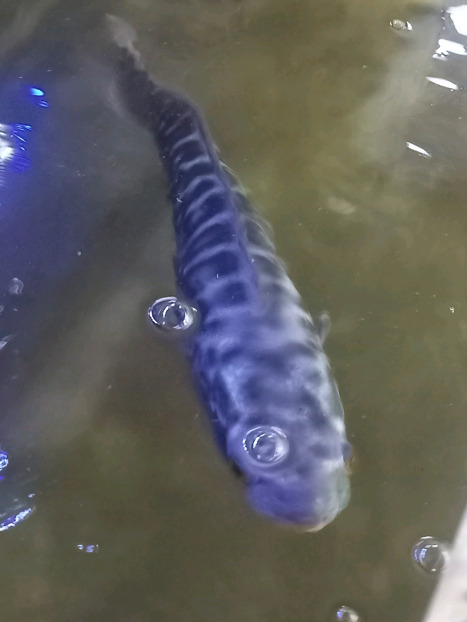 A close-up, overhead shot captures a single fish swimming in murky, shallow water, likely a pond or natural body of water. The fish is dark blue with distinct, lighter blue vertical stripes along its body. Its eyes are visible and appear large. Several small bubbles are scattered throughout the water. The water's surface reflects light, creating bright white streaks and patches, and the overall lighting suggests an outdoor environment. The scene is set in Karangtalun, Indonesia.