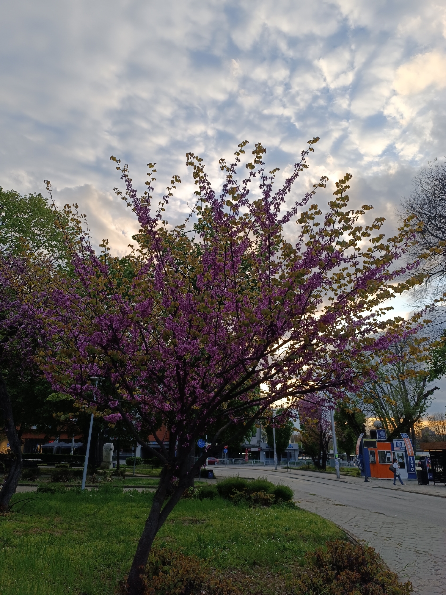 The image displays an urban park scene centered around a large tree vibrant with numerous small purple blossoms and light green, newly unfurled leaves. The tree's branches are silhouetted against a partly cloudy sky, where soft golden light filters through the clouds, indicating late afternoon or early evening.
A paved sidewalk or path curves through the foreground and mid-ground, bordered by green grass and low bushes. To the right, a road runs parallel to the path. Adjacent to the road stands a distinctive orange and blue kiosk with the text "СПОРТ ТОТО" prominently displayed in white Cyrillic letters on its blue section. A single person, dressed in light clothing, is seen walking on the sidewalk near this kiosk.
In the background, more green trees and buildings are partially visible. A streetlight and a light-colored monument or sculpture can also be discerned among the foliage. The scene suggests a public park or street in springtime, characterized by the blooming tree and the specific light conditions.