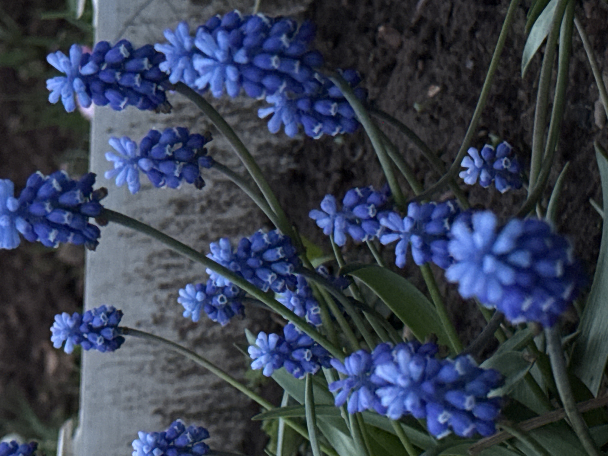 The image shows a close-up of several stems of blue grape hyacinth flowers (Muscari). They grow from the ground, which is partially visible as dark soil in the background. Some green leaves are interspersed amongst the stems. The background also includes a grey concrete object. The location is not discernible from this image alone.