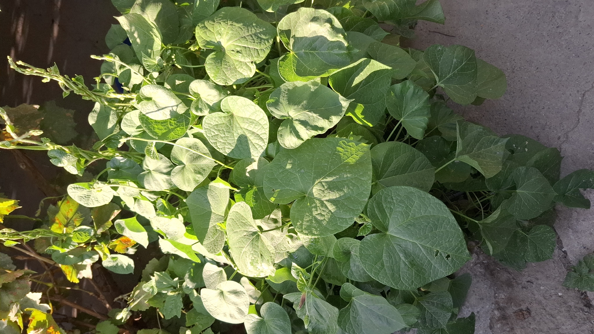 The image shows a close-up, eye-level view of a dense cluster of green, heart-shaped leaves from a plant. The leaves are varied in size and show prominent veins. Some leaves are casting shadows on others, indicating direct sunlight from the right. The plant is growing over a textured, grayish surface that appears to be concrete or pavement. In the background, out of focus, are hints of other foliage and darker, possibly wooden structures. The scene is outdoors, with natural lighting. The overall impression is of a vibrant, healthy plant in an urban or semi-urban outdoor setting. There are no people or animals visible.