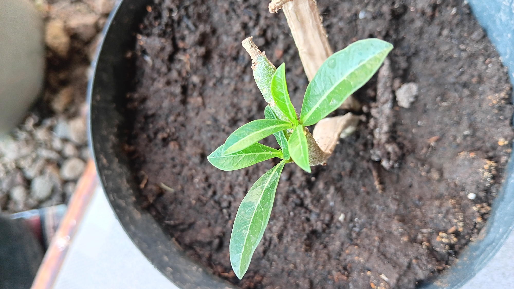 A close-up, top-down view shows a small, green plant seedling with several leaves emerging from a brown, earthy soil. The seedling is centered in a dark, circular pot, the rim of which is visible along the bottom edge of the frame. The soil appears moist and contains small pebbles and organic matter. In the background, out of focus, are more pebbles and a blurred shape that could be another pot or planter. The image is taken in Sonobekel, Indonesia.