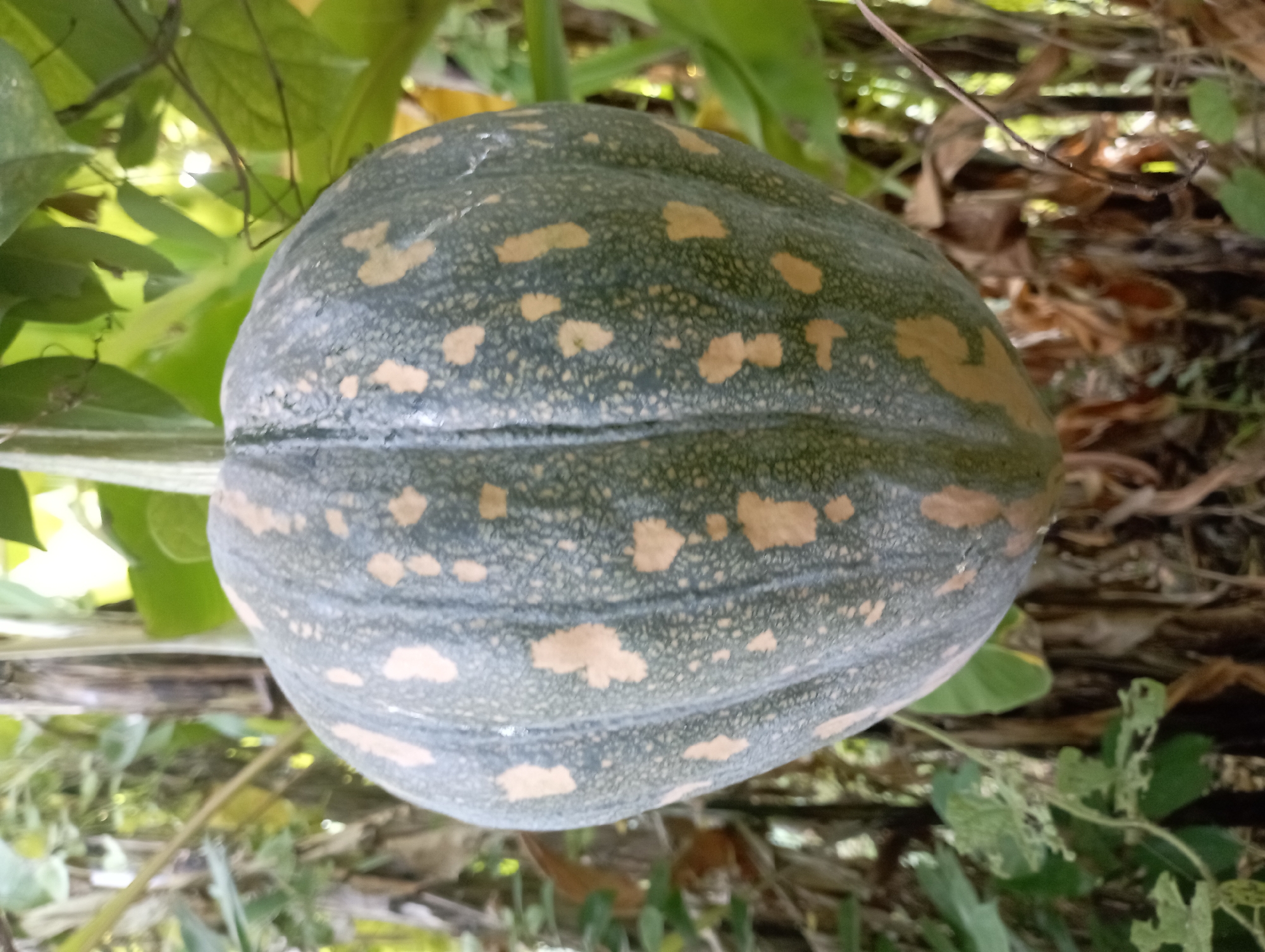A close-up, vertical shot captures a large, unripe pumpkin hanging from a vine amidst lush foliage. The pumpkin is predominantly dark green with irregular patches of light tan. Its surface is textured, featuring subtle vertical ridges. The background is a blur of green leaves and brown branches, suggesting a natural, outdoor setting. The image quality is somewhat low, with visible pixelation. The scene is likely located in Sembung Anyar, Indonesia, a rural area known for its agricultural activities.