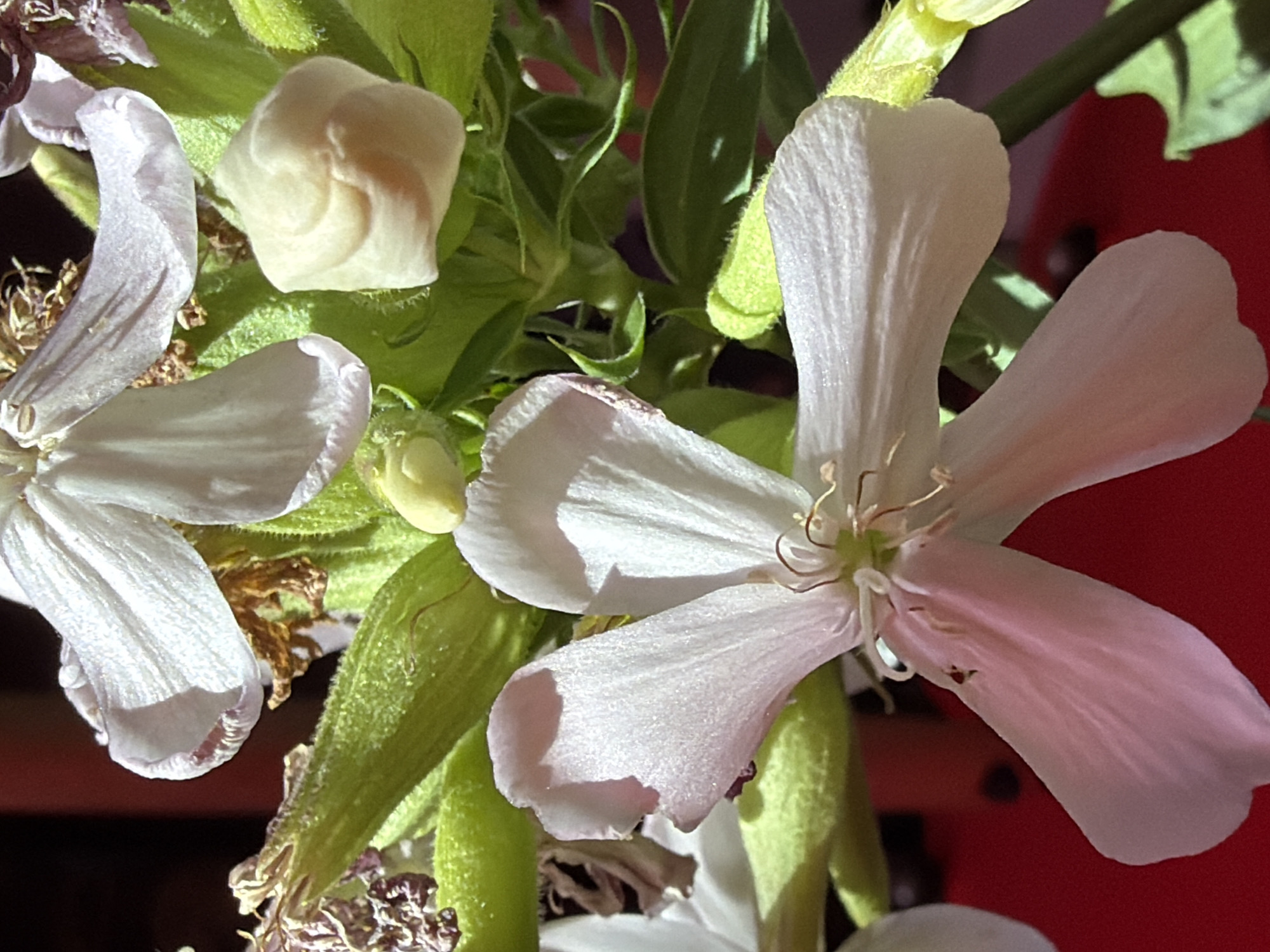 The media file contains a close-up, macro photograph of white flowers with green, fuzzy stems. The flowers have delicate, translucent petals and visible stamen. One flower, in the foreground and right of center, is fully bloomed and faces the camera, showcasing its intricate structure. To its left, another flower is partially visible, with a curved petal. A closed bud or underdeveloped flower is also present, located in the upper left quadrant of the image. The background is a blurred mix of deep red and green, suggesting an outdoor setting with some artificial lighting. The overall impression is one of natural beauty and detail, focusing on the fragile textures of the blossoms. There is no text visible in the image. The provided location context is Orenburg, Russia.