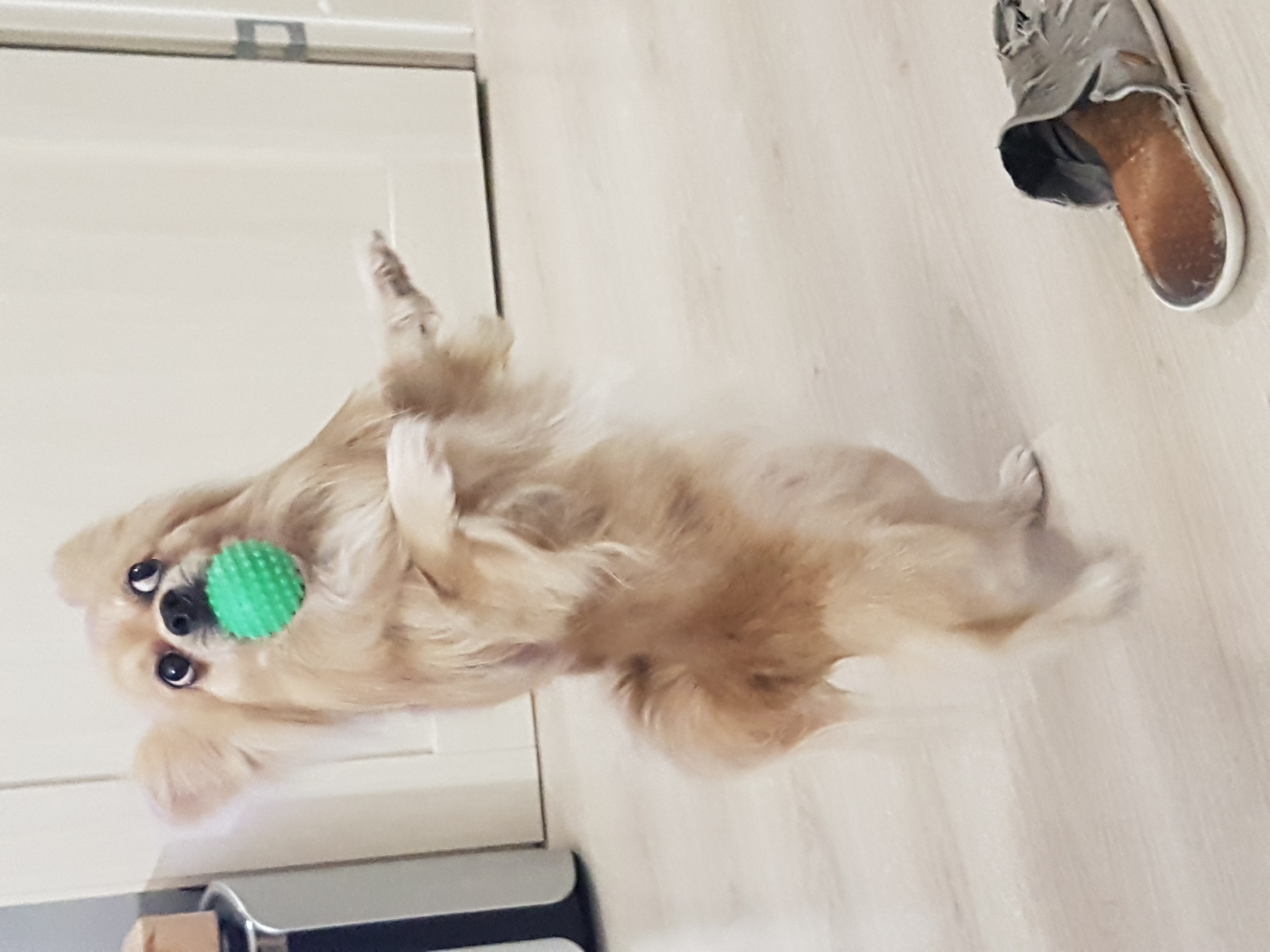 A tan, fluffy dog is lying on its back on a light-colored floor. The dog is holding a green, textured ball in its paws. A beige door and a gray slipper are visible in the background. A small, black object is in the bottom left corner. The environment suggests an indoor setting, possibly a home, and the location is not possible to determine from the image, and therefore I cannot place the image in the city of Saint Petersburg, Russia. There are no people visible.