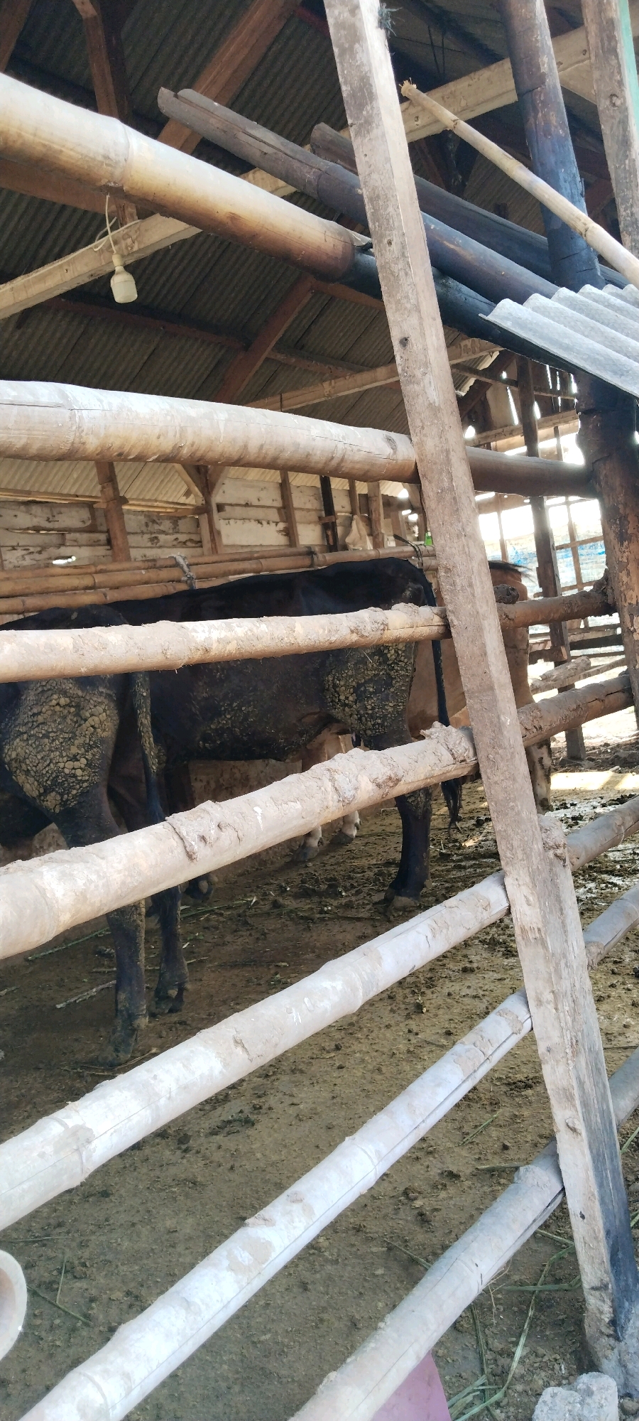 A dark-colored cow, likely a water buffalo, stands in an outdoor enclosure in Tanjung Ratu Ilir, Indonesia. The enclosure is constructed from bamboo and rough-hewn wooden posts, with a corrugated metal roof. The ground within the enclosure is dirt and mud, with some dry grass visible. The cow's hindquarters are covered in a thick, caked mud or manure. The scene suggests a rustic farm or livestock holding area, likely in a tropical climate. The lighting indicates daytime, with sunlight filtering through gaps in the roof and enclosure structure. There are no people visible in the image.