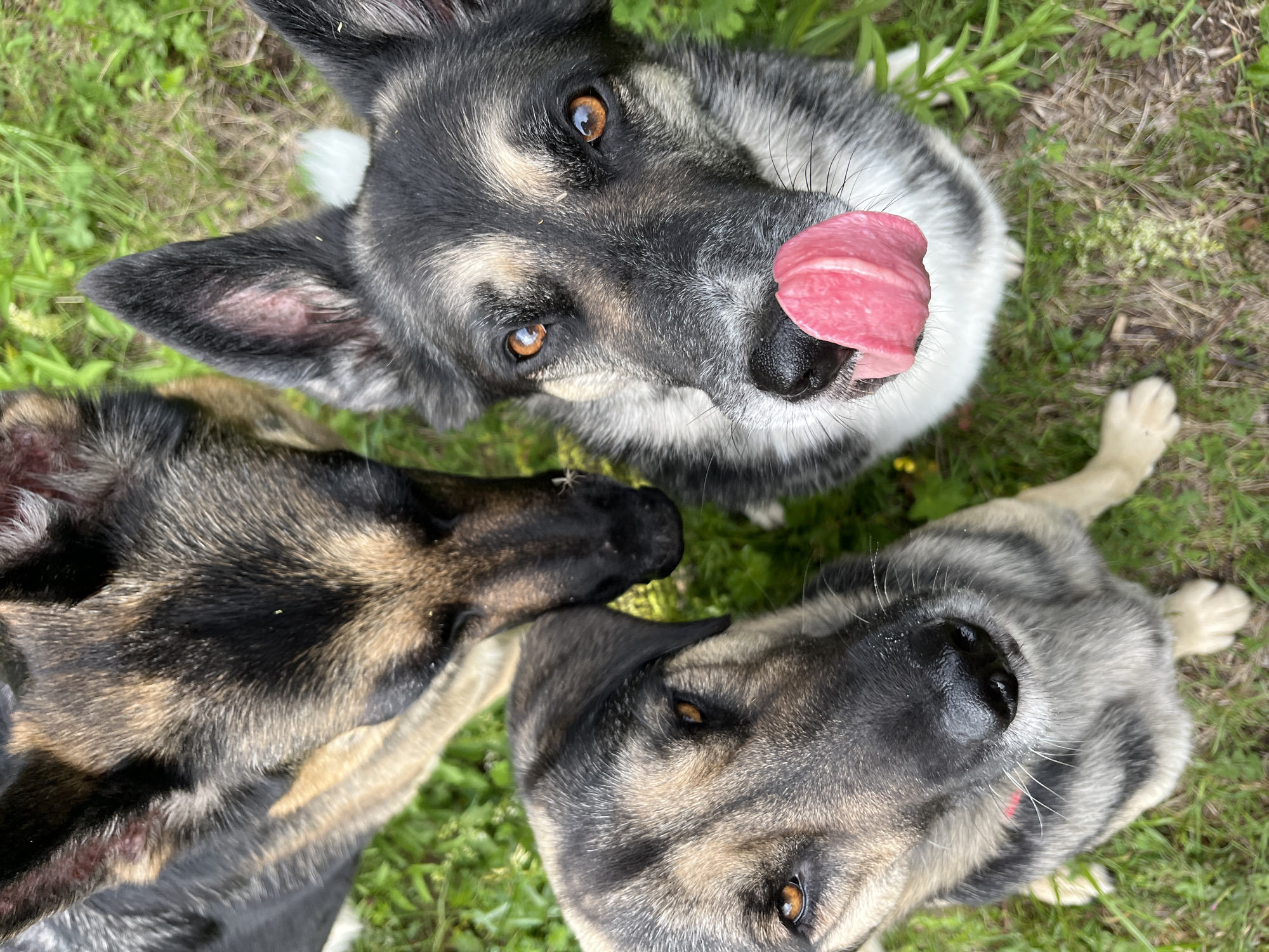 Three dogs are captured in an overhead shot, with two of their faces prominently in the foreground and one in the upper left of the frame. The dog in the center foreground has its tongue extended, licking its nose. The dog in the bottom left is looking directly at the camera with its head tilted slightly. The dog in the upper left is facing downwards, its head partially obscuring the faces of the other two. All three dogs appear to be in an outdoor setting with green grass and some scattered foliage. There is no identifiable location in Nizhny Tagil, Russia, or any other specific city.