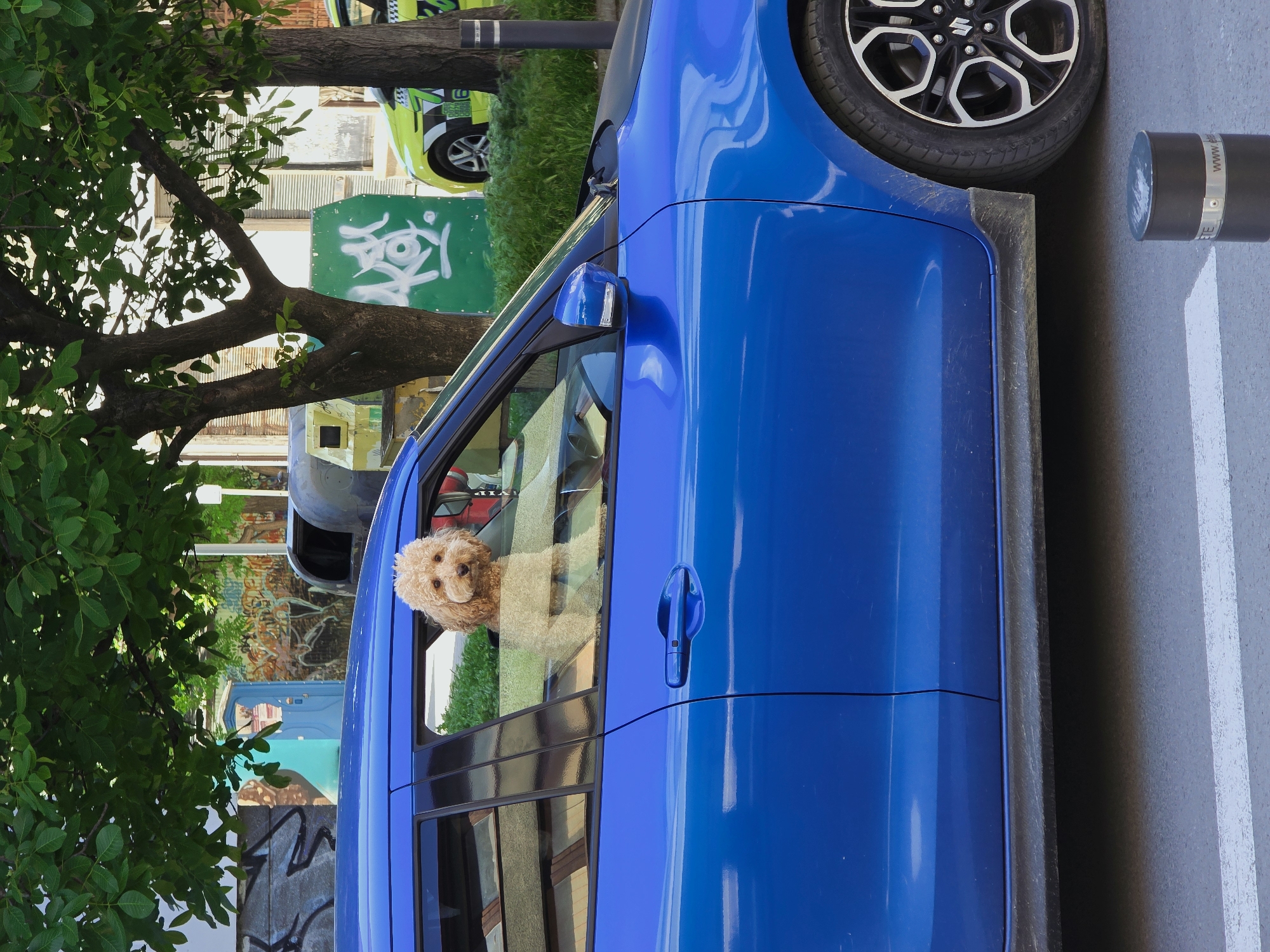A blue Suzuki Swift is parked in Varna, Bulgaria. A brown poodle dog is visible looking out of the driver’s side window. The vehicle is located on a paved street, next to a painted mural and tree.