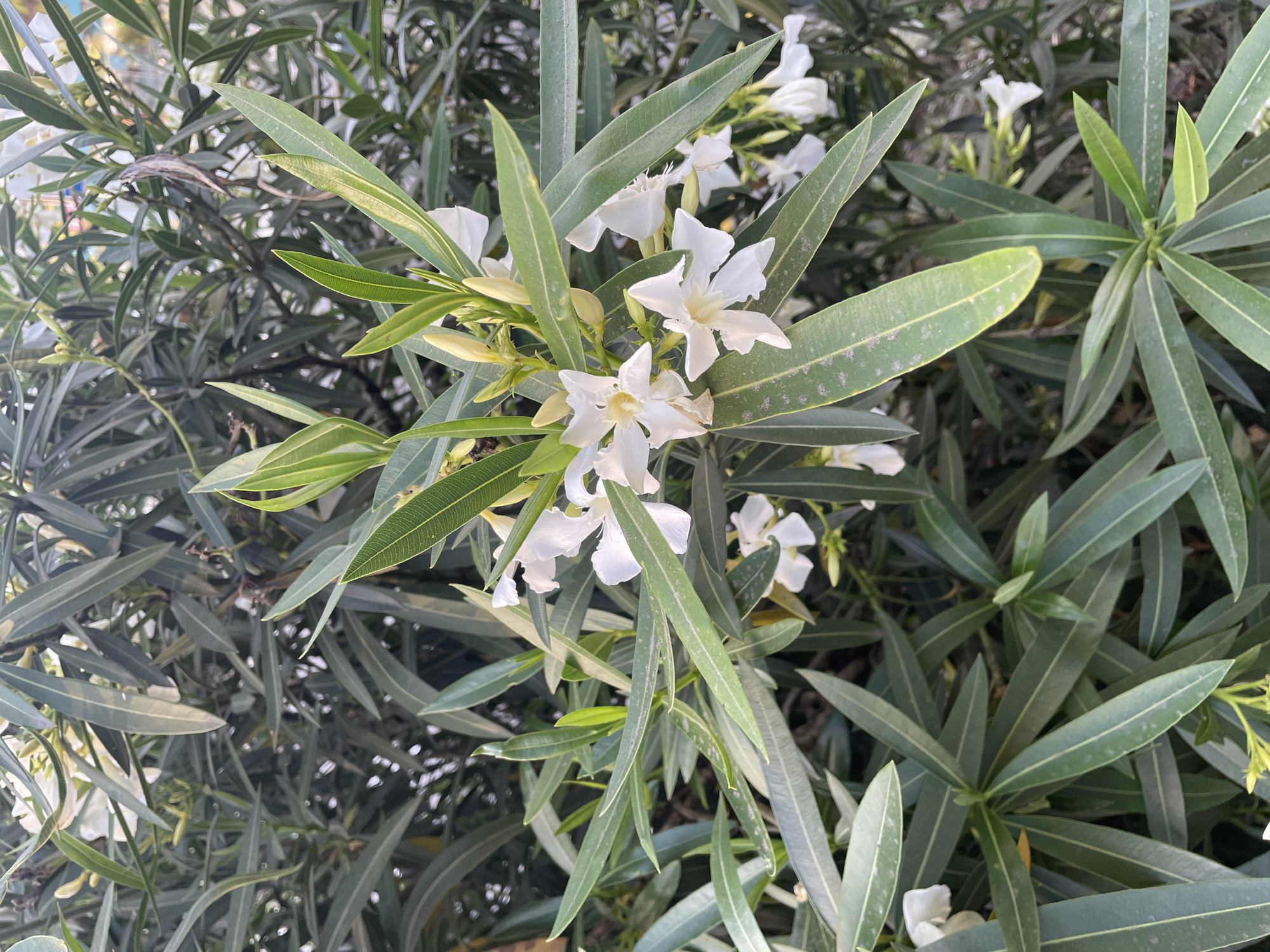 A close-up, eye-level shot captures a cluster of white oleander flowers and their long, lance-shaped leaves. The flowers are in various stages of bloom, with some fully open and others still budding. The leaves are a deep green, with a prominent central vein, and some appear slightly dusty. The background is a blur of more foliage, suggesting the image was taken outdoors in a natural or garden setting. The lighting is soft and diffused, indicating it might be early morning or late afternoon. The overall impression is one of natural beauty and tranquility.
