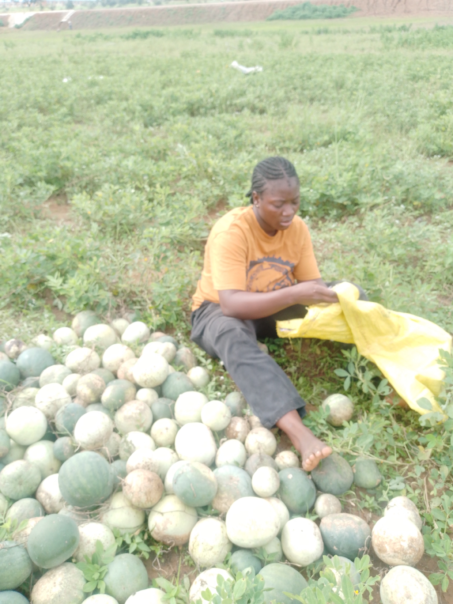 A medium shot shows a Black woman with braided hair wearing an orange t-shirt and black pants sitting in a field of green plants and gourds. She is looking down at a bright yellow bag in her lap and her hands are in the bag, seemingly sorting through its contents. Around her, on the ground, are dozens of round gourds, varying in color from dark green to light green and white. The field appears to be rural, with a dirt path and brown embankment visible in the background. The lighting is natural and the image has a slightly desaturated quality.