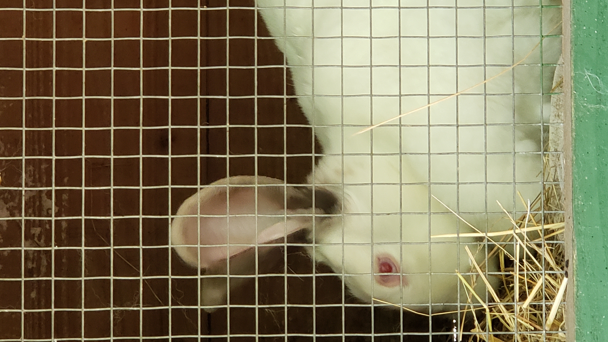 A white rabbit with red eyes is visible in a cage, lying on a bed of hay. The cage has a wooden background and a wire mesh front. The rabbit is mostly white, with its ears visible and pink on the inside. Part of its body is obscured by the wire mesh. The scene appears to be indoors, possibly in a hutch or enclosure. There is no information in the image to suggest a specific location in the city of Prešov, Slovakia.