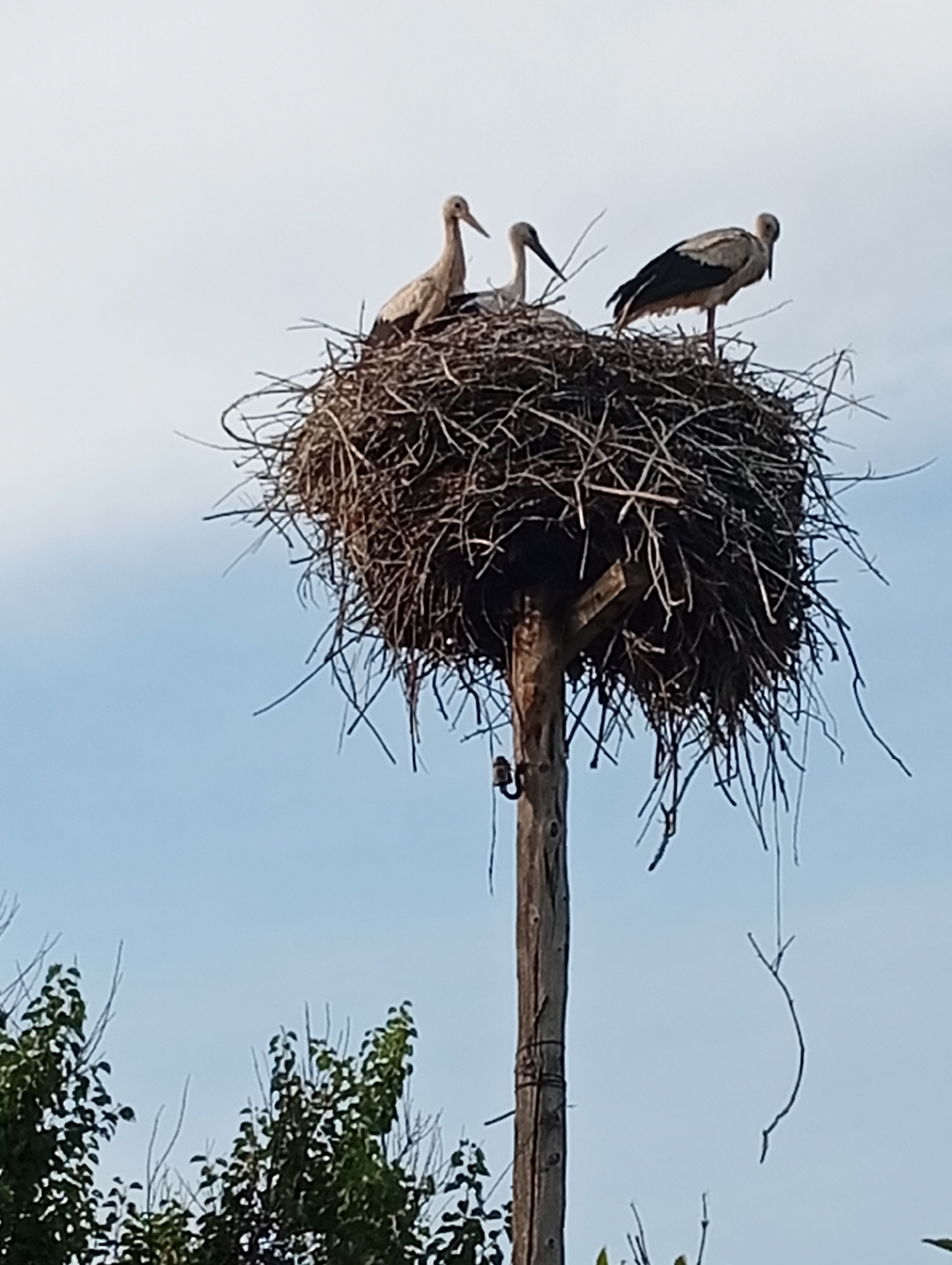 Three storks are perched in a large, untidy nest constructed from branches. The nest is situated atop a wooden pole. The sky behind the nest is a pale blue. Green foliage from trees is visible at the bottom of the image.