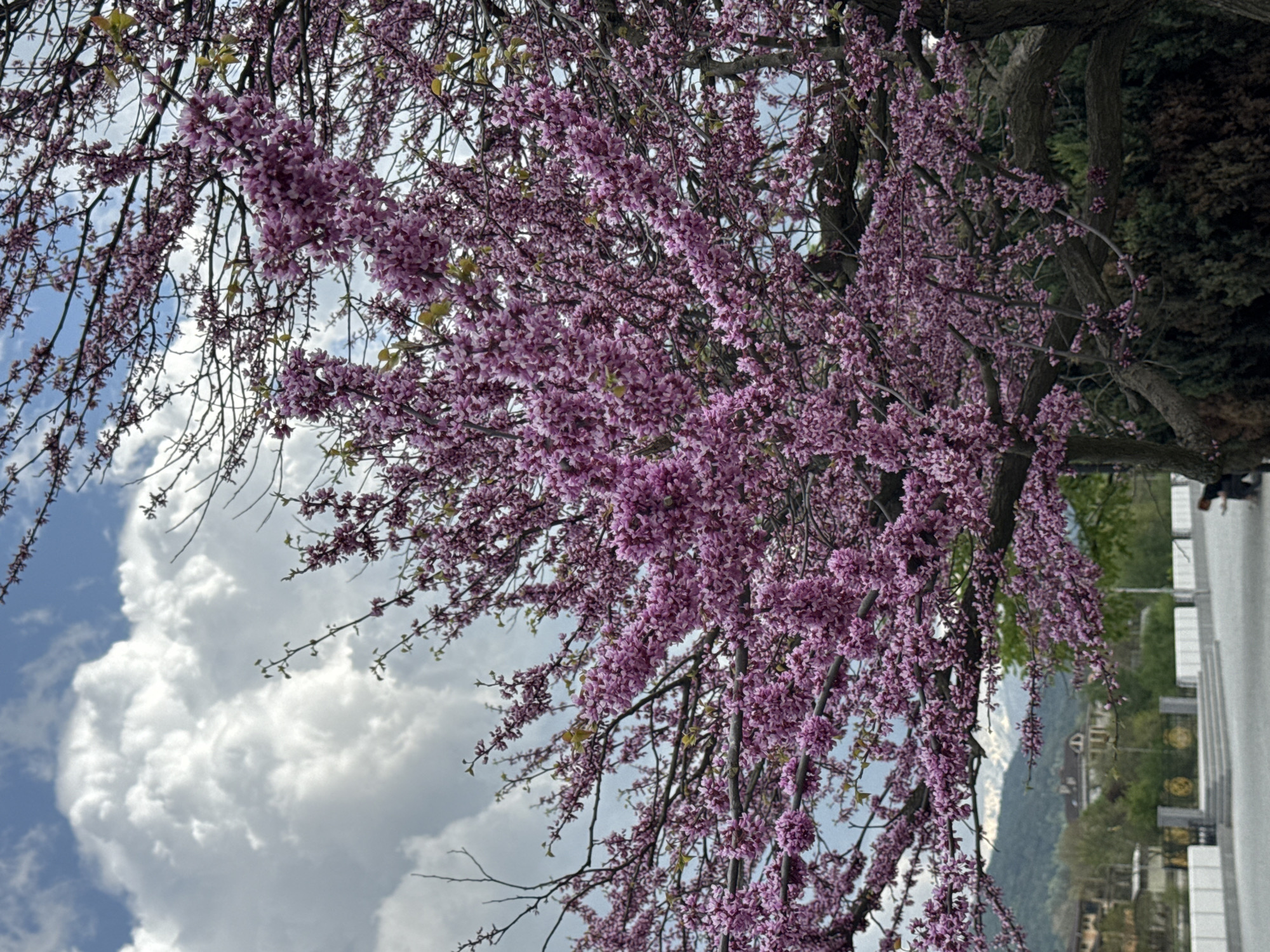 The image depicts a blooming tree with vibrant pink flowers, likely a type of flowering tree, against a backdrop of a partly cloudy sky. The branches of the tree are laden with clusters of small, pink blossoms, creating a dense and colorful canopy. In the background, there's a glimpse of what appears to be a city or townscape, including buildings and green vegetation, possibly indicating an urban or suburban setting. The location is likely Vladikavkaz, Russia, as suggested by the prompt.