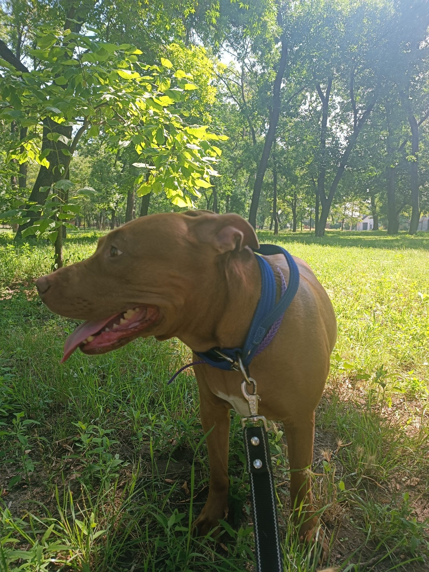 A brown pit bull dog is standing in a grassy park on a sunny day. The dog is wearing a blue and purple collar and a black leash. The dog's mouth is open and its tongue is hanging out. In the background, there are trees and a white building. The image was taken in Zaporizhzhia, Ukraine.
