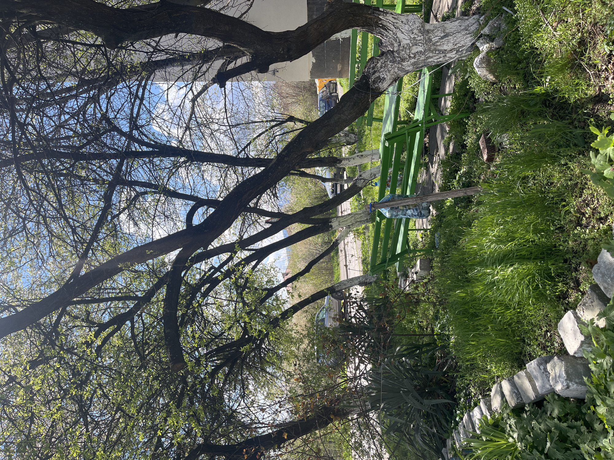 The image depicts a garden scene, potentially in Sofia, Bulgaria. A large, mature tree with bare branches occupies much of the left side of the frame, reaching towards a blue sky visible through its branches. To the right of the tree, there is a painted green wooden fence, partially obscured by vegetation. The foreground is dominated by green grass and other plants, while a row of gray concrete blocks runs along the edge of the garden. In the background, there is a glimpse of a street with parked vehicles, including a yellow car and a dark car, suggesting an urban location. The presence of buildings further supports the urban context. A partially visible white building structure is at the top center, above the trees.
