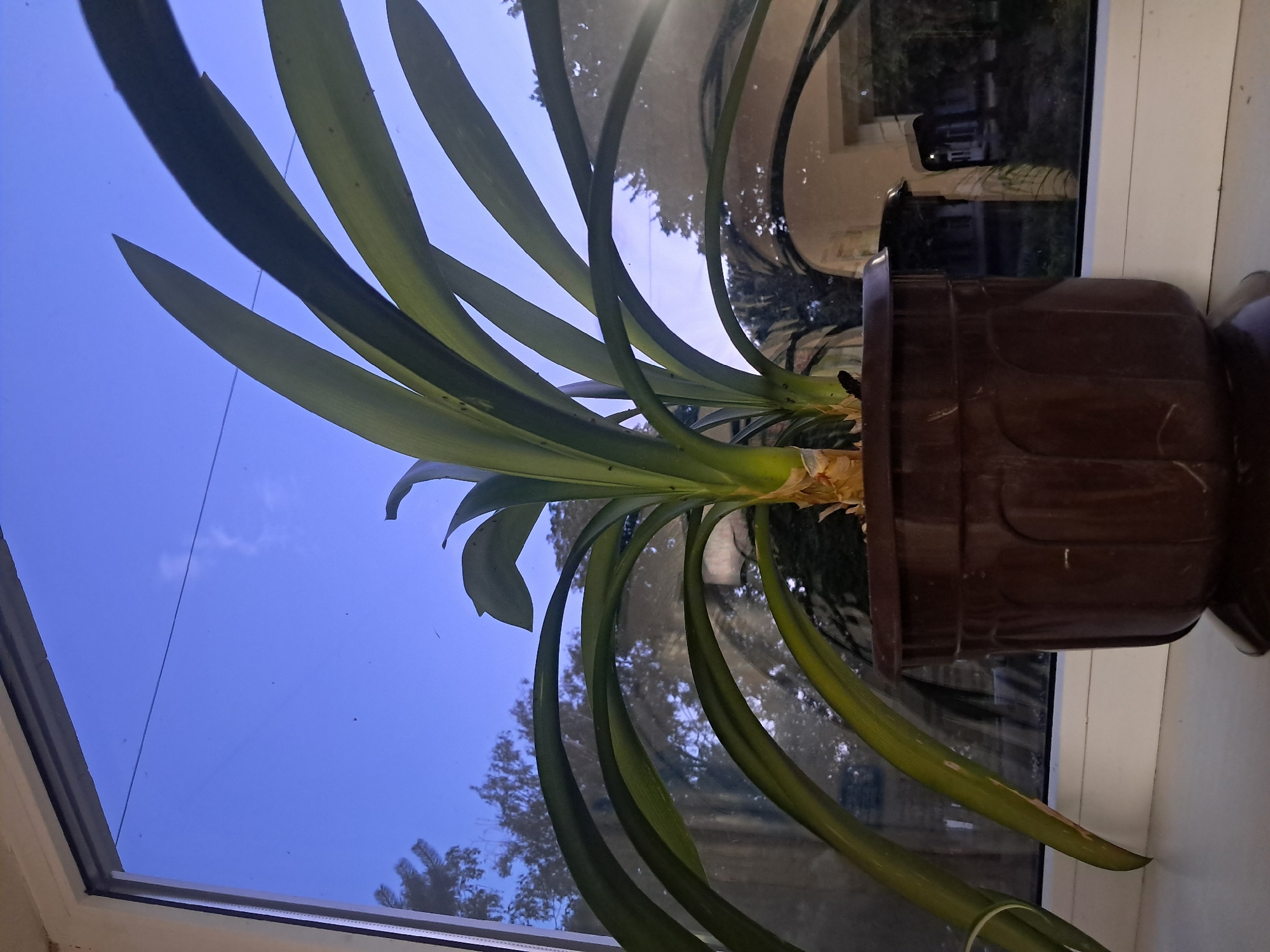 A close-up, low-angle shot depicts a potted plant with long, green leaves positioned on a windowsill. The plant is in a dark brown plastic pot with a ribbed design. Through the window behind the plant, the sky is a deep blue, transitioning to lighter hues near the horizon, suggesting twilight. Silhouetted trees and the reflection of a building are visible against the sky. The scene is indoors, on a windowsill, with an outdoor view through the window. The photograph was taken in the city of Kremenchuk, Ukraine.