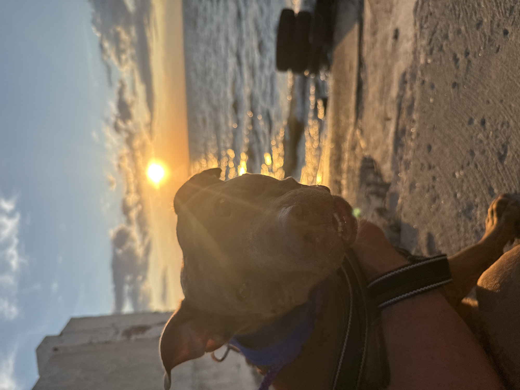 An outdoor, eye-level shot captures a close-up of a dog's face against a sunset seascape. The dog, a brindle pit bull mix, is wearing a blue collar and a dark harness. The dog's mouth is slightly open, showing its teeth. The background features the sea, with gentle waves reflecting the setting sun. In the distance, two stacked tires are visible on the shore. The sky is a gradient of blue and orange, with scattered clouds. To the left, a portion of a light-colored concrete structure is visible. The image appears to be taken at a beach or waterfront area.