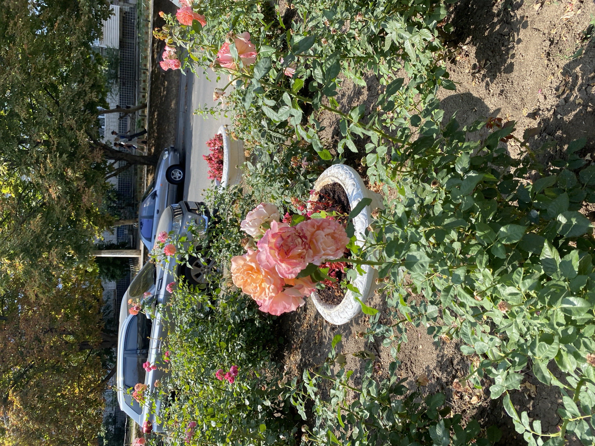 This is a medium shot of a street lined with trees and rose bushes in Chornomorsk, Ukraine. The foreground is dominated by lush green rose bushes, with a prominent white planter in the center holding a bouquet of large, peach and pink roses. To the left, another planter with red flowers is visible. Beyond the roses, a grey SUV is parked on the side of the road. Further down the street, another car, a silver sedan, is also parked. In the background, several people are walking along the sidewalk under the shade of mature trees. The environment appears to be a sunny day.