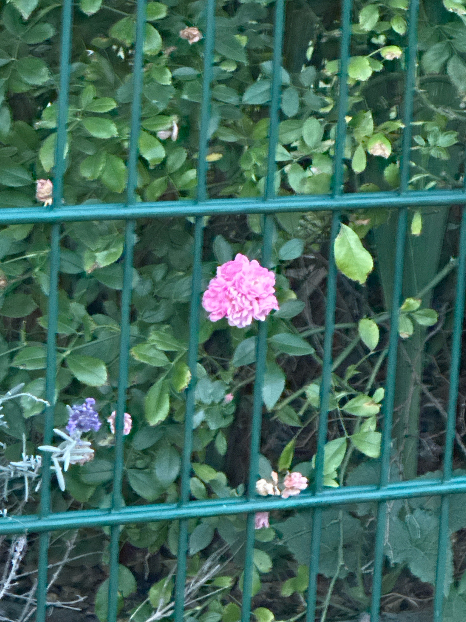 The image shows a close-up view of a pink rose in bloom, seen through a green metal fence. The rose is the central subject, with its petals tightly clustered and vibrantly colored. Behind the rose, out of focus, are lush green leaves and foliage, suggesting a garden setting. To the left of the rose, a small cluster of purple flowers and some light-colored foliage are partially visible. The fence consists of vertical metal bars and a horizontal bar, all painted a dark green. The lighting appears to be natural daylight, with some shadows suggesting an outdoor environment. This scene is consistent with a garden or park area within the city of Krefeld, Germany, where such fencing and flora are commonly found.