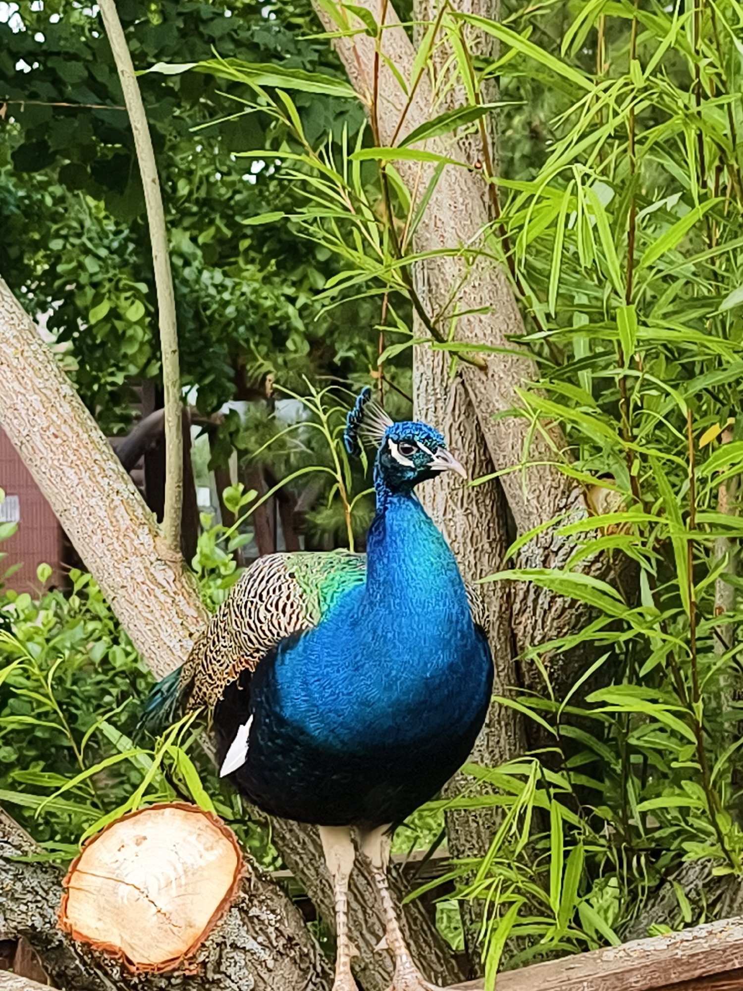 This vertical photograph captures a male peacock perched on a tree branch, set against a backdrop of dense green foliage, likely in a garden or park in Izhevsk, Russia. The peacock is the primary subject, prominently featured in the central and right portion of the frame. It displays a vibrant iridescent blue neck and breast, with a distinctive crest of delicate blue-tipped feathers on its head. Patterns of green and brown feathers are visible on its back. The bird stands calmly and alertly on a sturdy, textured tree branch, looking towards the right side of the image.
Surrounding the peacock are numerous tree branches and lush green leaves, creating a rich, natural environment. In the lower left corner, a cross-section of a freshly cut tree branch, revealing its concentric rings, rests on the larger branch. The scene is illuminated by natural daylight, indicating a daytime shot with soft, diffused lighting. No people or visible text are present in the image. The overall impression is one of natural beauty and tranquility, showcasing the peacock in its serene, verdant habitat.