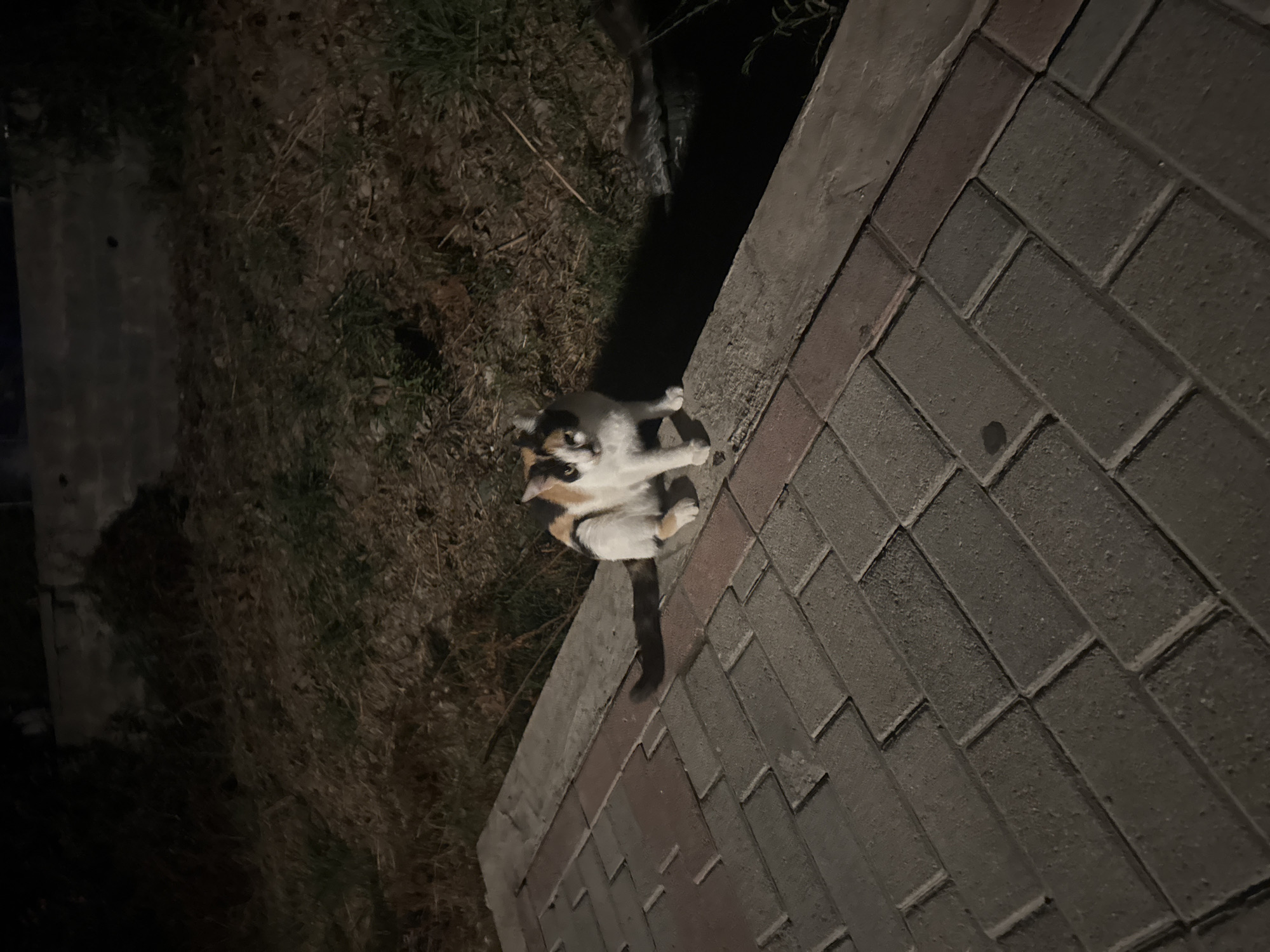 A calico cat is sitting on a raised concrete border adjacent to a brick pathway. The cat is facing forward, with its front paws tucked beneath it. The background consists of dry grass and foliage, with a dark, out-of-focus structure or wall visible behind it. The lighting suggests it is nighttime or a poorly lit area. The scene appears to be outdoors in a communal or public space, potentially in Parekklisia Community, Cyprus, given the context.