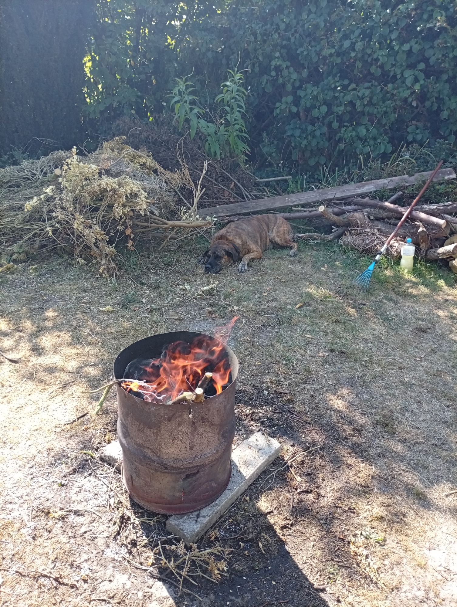 A brindle-colored dog is lying down on dry grass next to a pile of firewood. In the foreground, a metal barrel is burning with a visible flame. A rake and a bottle of liquid are also present near the firewood. The scene appears to be outdoors, with trees and foliage in the background. The location is identified as Holm, Germany.