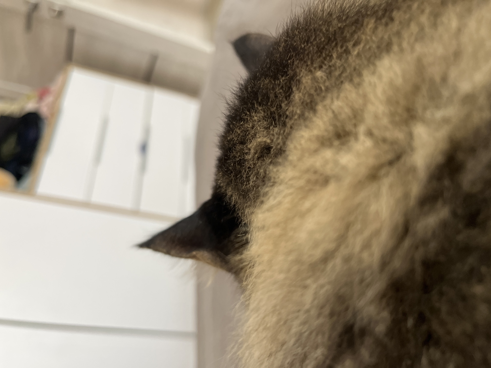 The image shows a close-up of a cat's fur and ears. The cat appears to be lying down on a textured surface, likely a bed or couch. The background is blurred but suggests an indoor environment with furniture, possibly a dresser with drawers. The lighting is soft and ambient. There is no information available regarding the location in the city of Krasnyye Barrikady, Russia.
