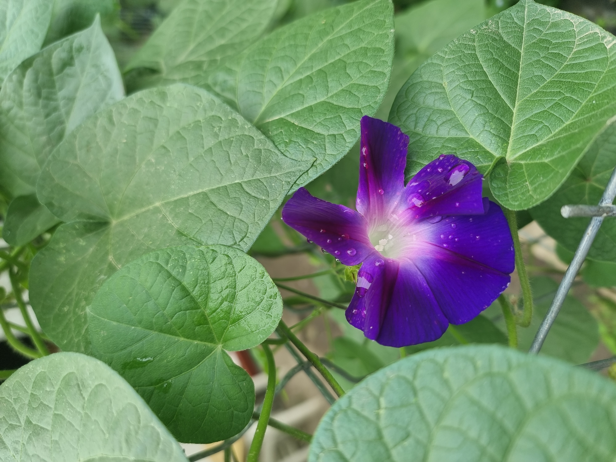 The image is a close-up of a vibrant purple morning glory flower with dew drops on its petals. The flower is surrounded by lush green leaves, some of which are also glistening with moisture. The background is softly blurred, suggesting an outdoor setting. There is no indication of the city of Copanca, Moldova, or any people in the image. The scene appears to be a naturalistic study of the flower and its immediate surroundings.