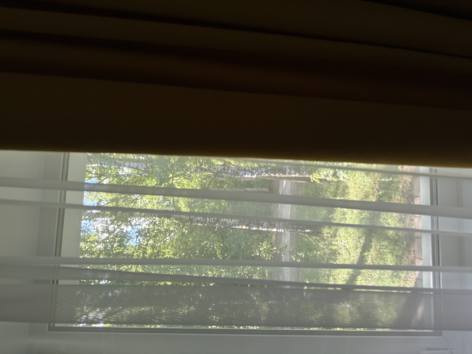 This image captures a view through a window, partially obscured by sheer white curtains on the left and a dark brown curtain on the right. Outside, a sunlit scene of deciduous trees, likely birch trees due to their distinctive white bark with black markings, is visible. The trees are in full foliage, suggesting a spring or summer season. A paved path or road runs through the trees, and the ground is covered in grass. The lighting indicates it is daytime, with sunlight filtering through the leaves, creating dappled shadows. The location is identified as the city of Shikhovo, Russia. There are no people or animals visible in the scene.