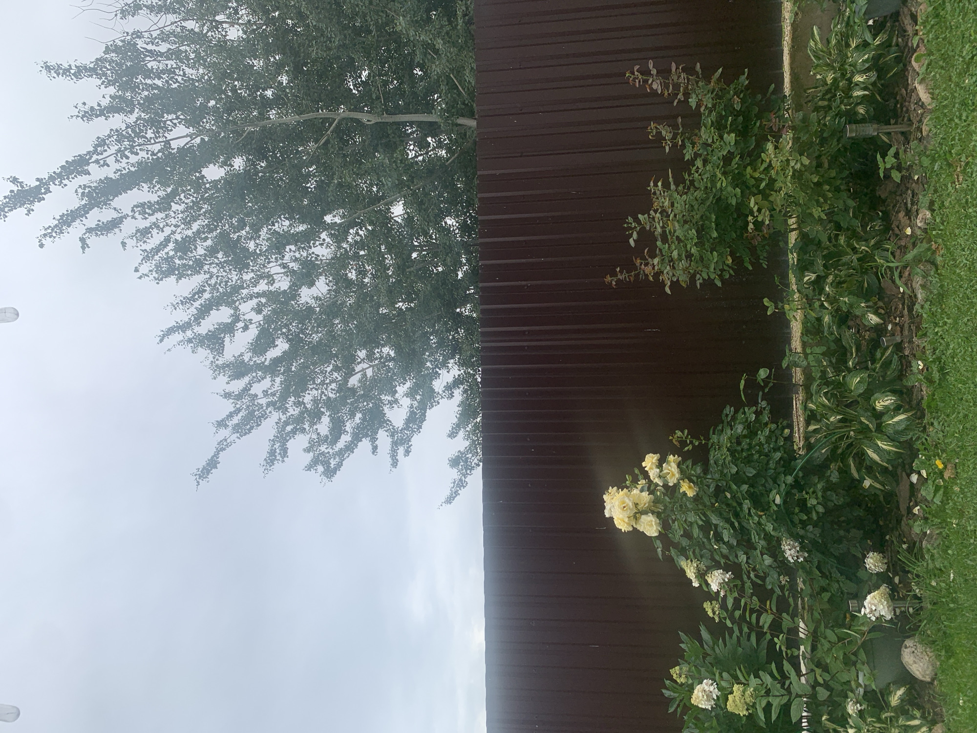 The image depicts a garden scene under an overcast sky, likely in Minsk, Belarus, given the overall aesthetic and vegetation. A tall, dark brown corrugated metal fence dominates the mid-ground, stretching horizontally across the frame. Above the fence, the upper portion of a large deciduous tree with dense green foliage and thin branches is visible against a pale, cloudy sky. In the foreground, below the fence, a garden bed features various plants. Prominent among them is a rose bush with numerous yellow roses in bloom, and to its left, a hydrangea plant with pale green and white flower heads. Other greenery, including hostas with variegated leaves, fills the rest of the garden bed. The ground is covered in grass, with some scattered leaves and small stones. The lighting suggests a diffused, possibly rainy, atmosphere. There are no people or animals visible in the scene.