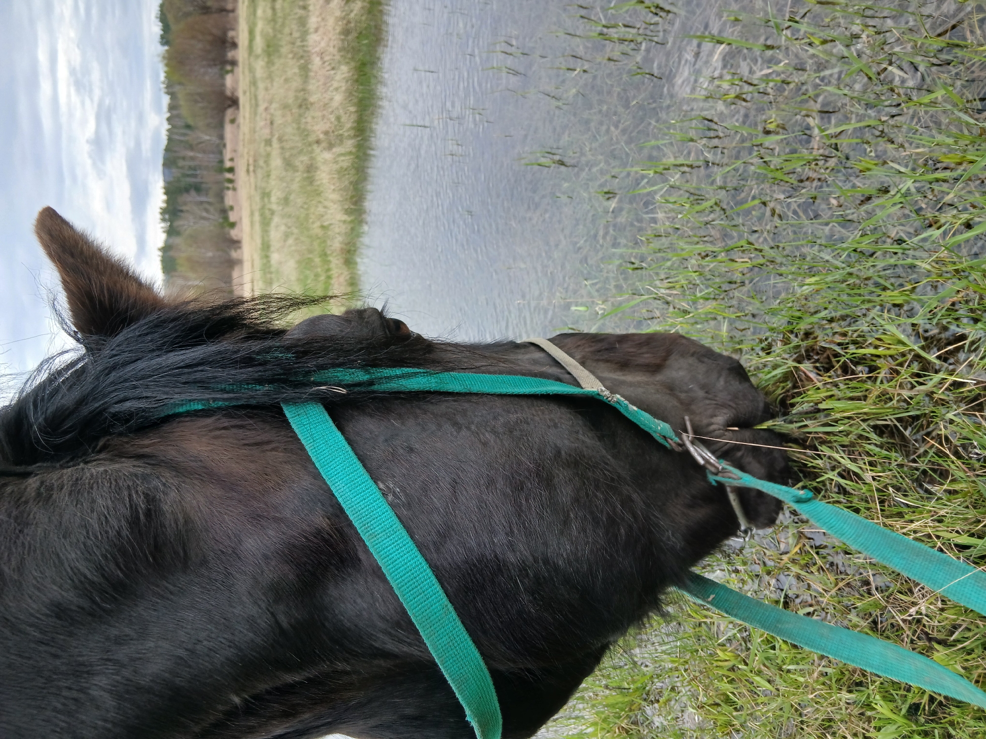 A close-up shot depicts a horse standing at the edge of a body of water, likely a stream or pond. The horse is dark in color and wears a green harness. The water's edge is overgrown with green grass and some submerged vegetation. In the background, a field transitions into a wooded area under a cloudy sky. The location is Unknown, Unknown.