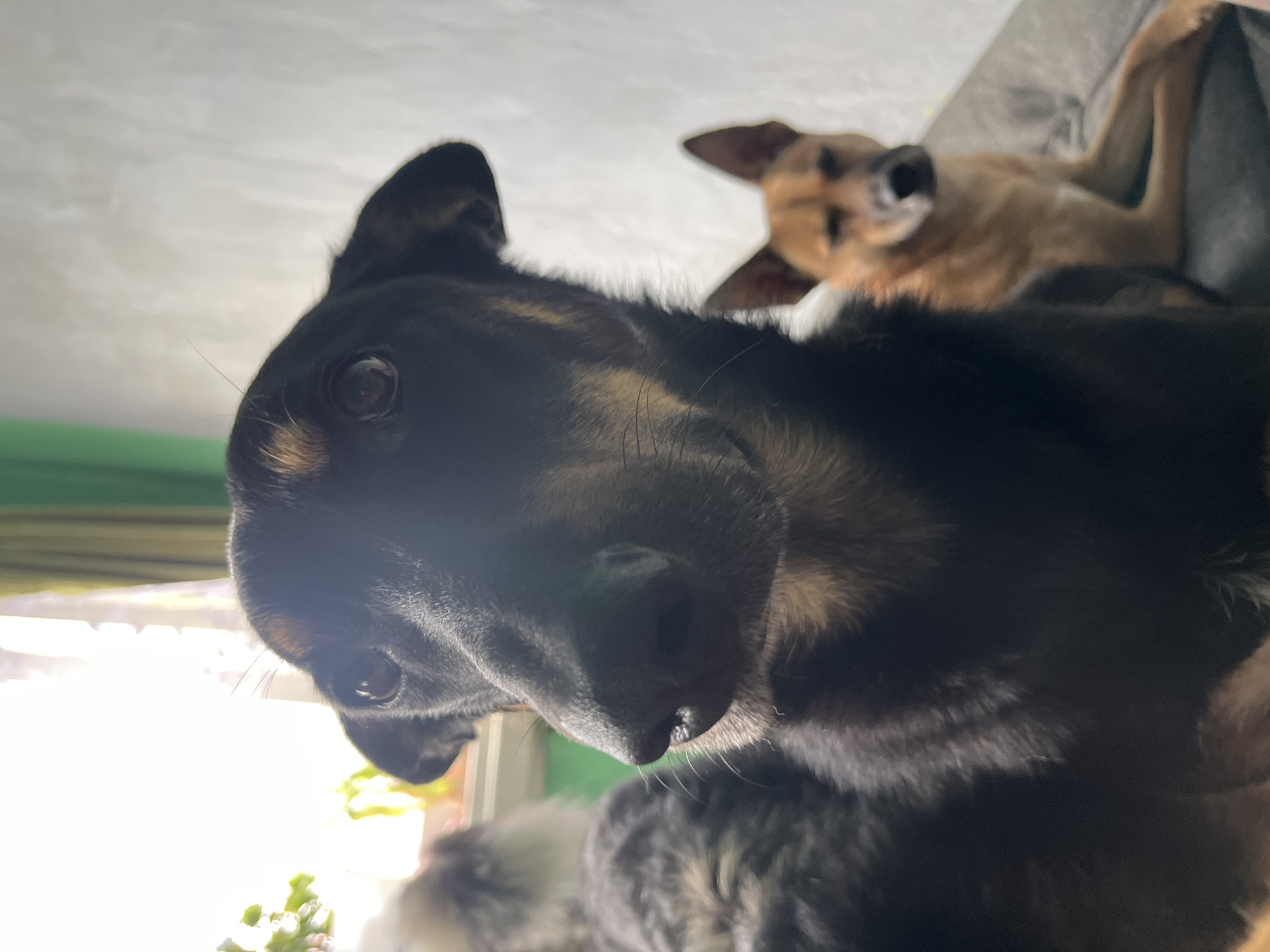 Two dogs are pictured indoors. The dog in the foreground, a black and tan medium-sized dog, is looking directly at the camera, its snout and eyes are in sharp focus. The dog in the background, a tan medium-sized dog, is out of focus and appears to be lying down. The environment suggests an indoor setting with natural light coming from a window, indicated by the bright illumination and the presence of curtains. There is no indication of the city of Nizhny Tagil, Russia, or any other specific location.